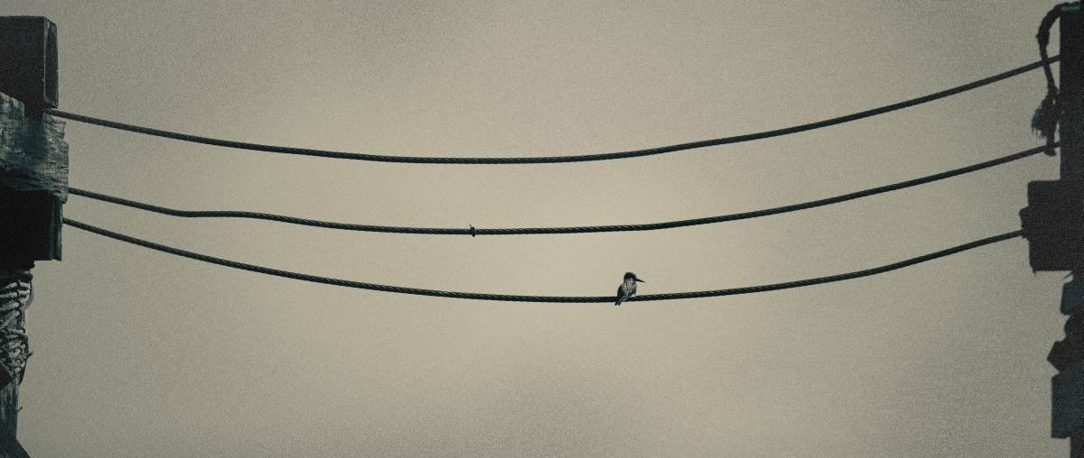 kingfisher in port townsend raw sepia grain cropped.jpg