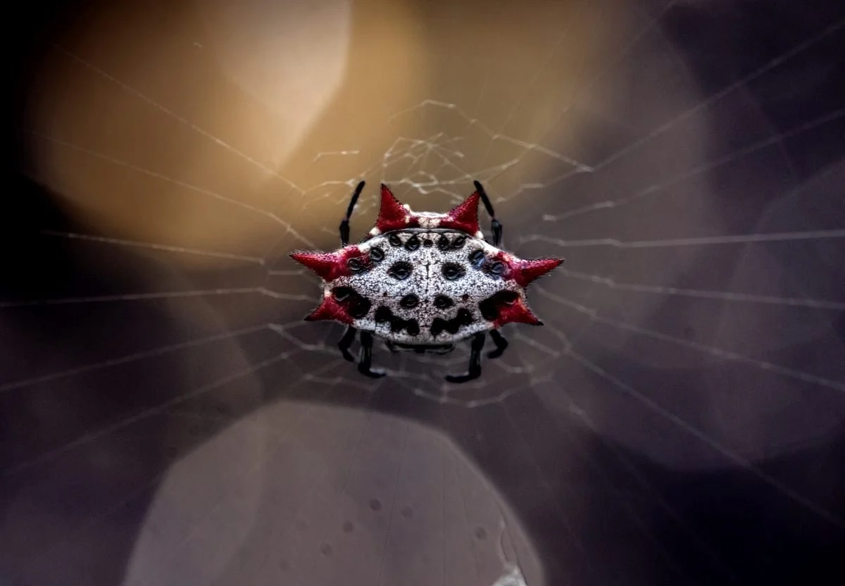 spiny orbweaver rgb.jpg