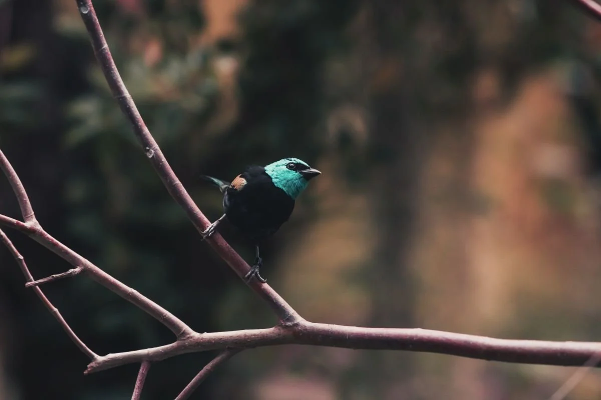 blue head bird re-edit.jpg