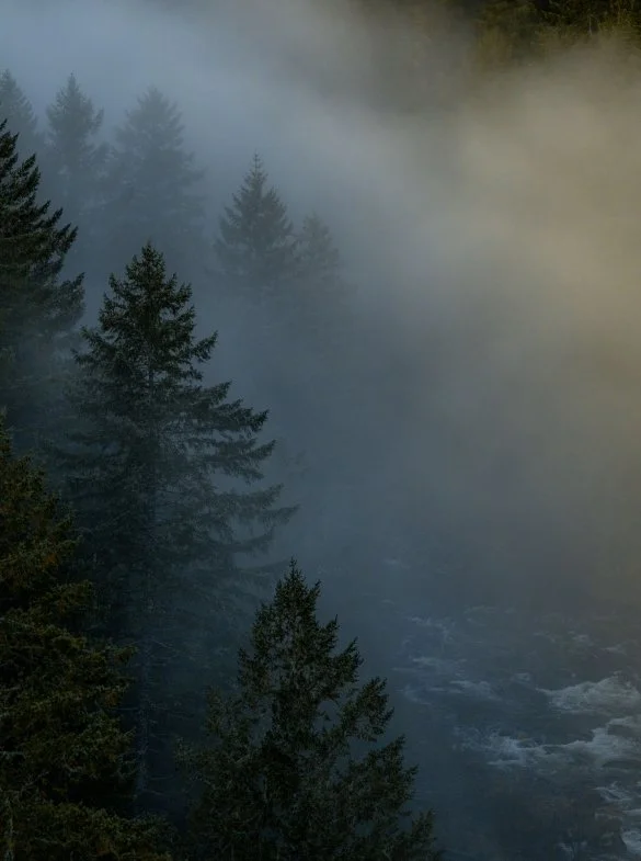 foggy water in the forest copy.jpg