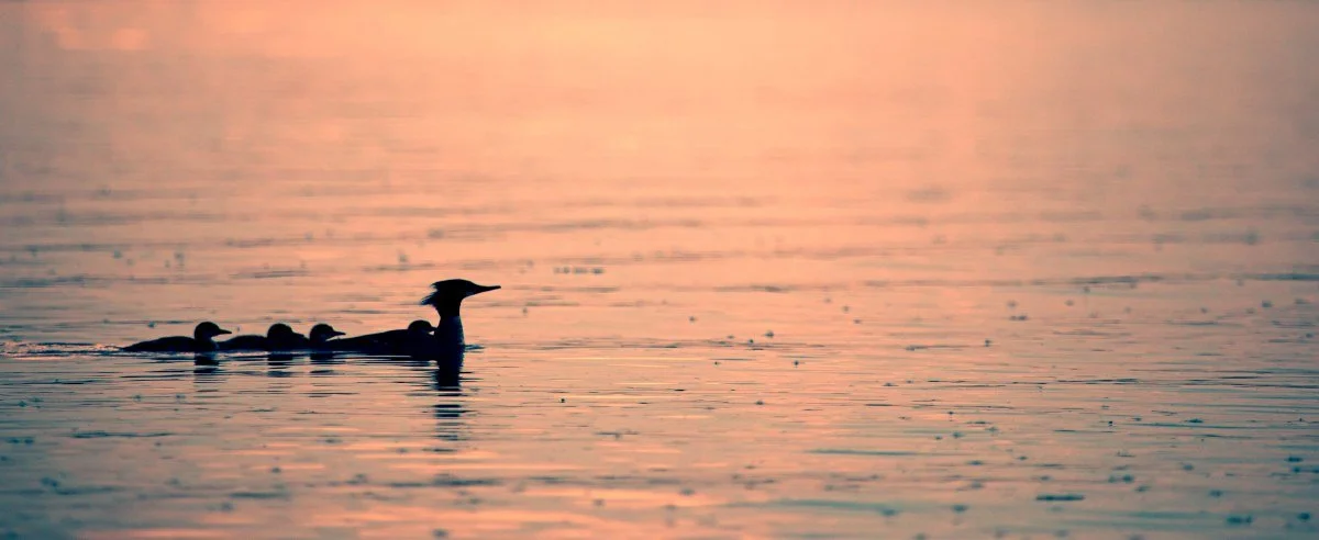 merganzer ducks sillhouette saturate.jpg
