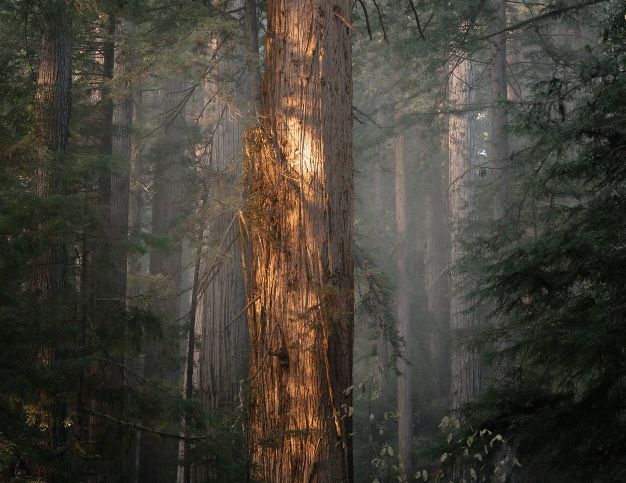 eery morning redwoods fixed monitor copy more fog.jpg