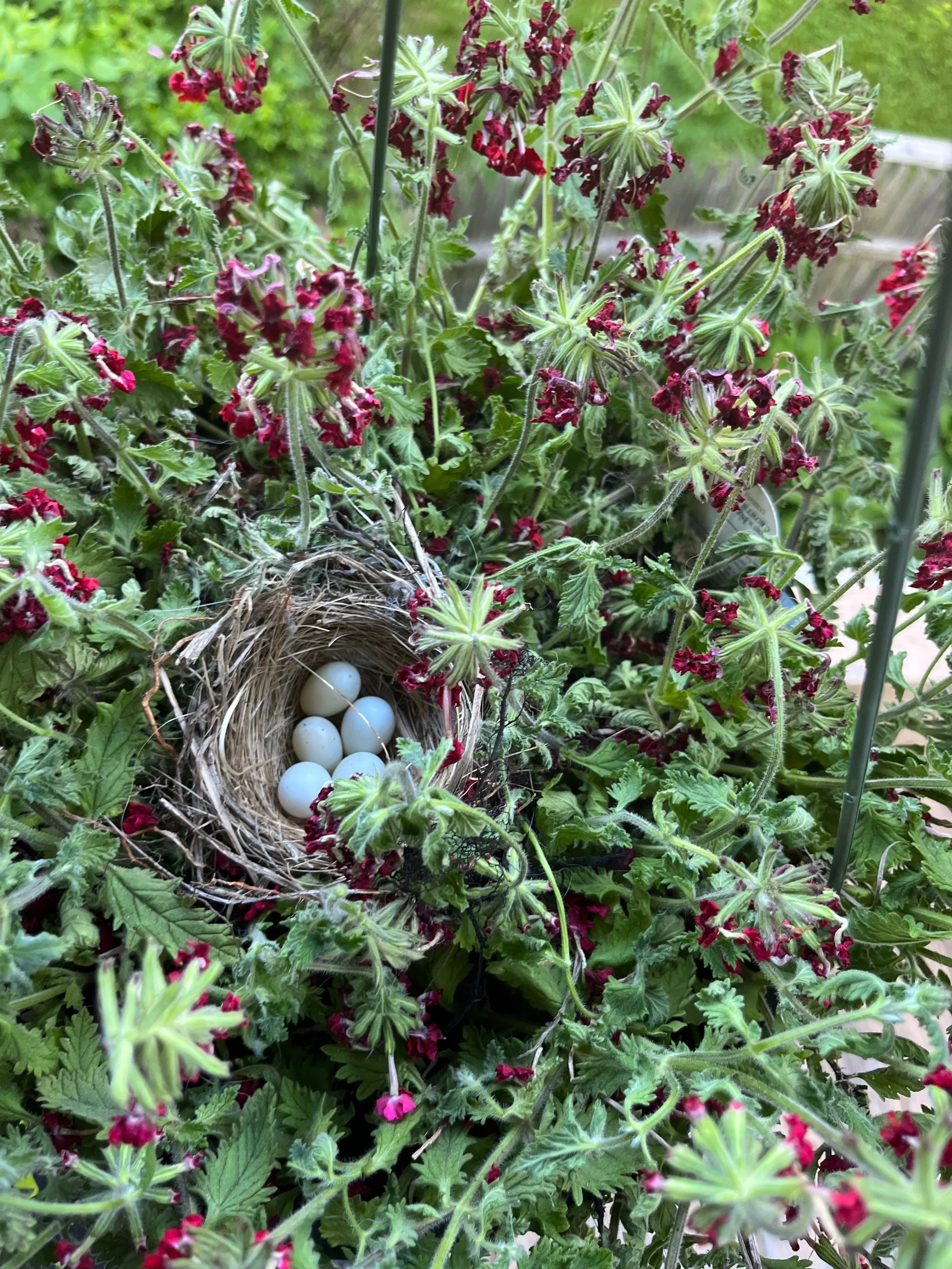 Level 2: The intersection between trauma, neurodiversity, and emotional regulation