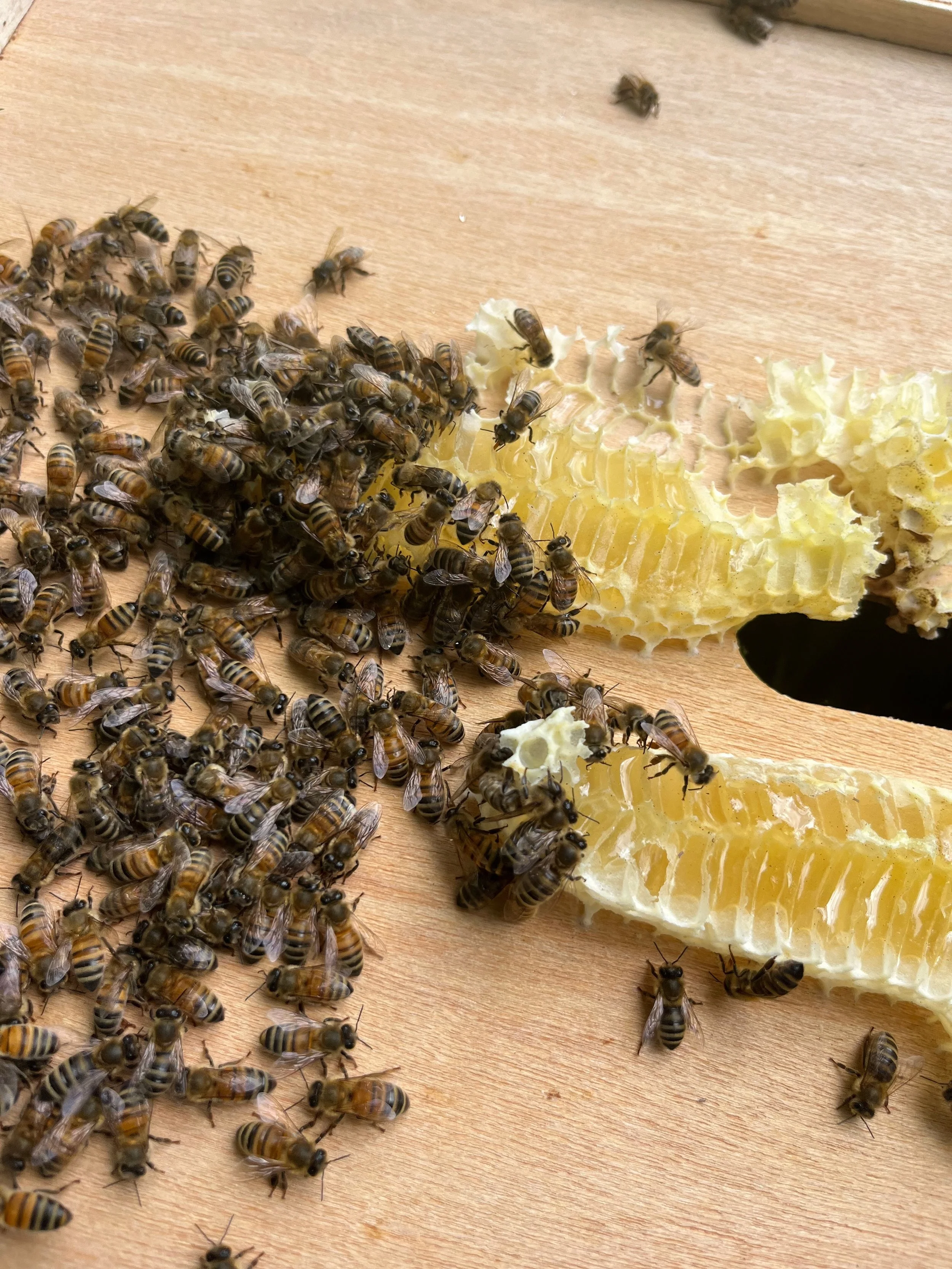 Level 1: Foundations of Neurodiversity