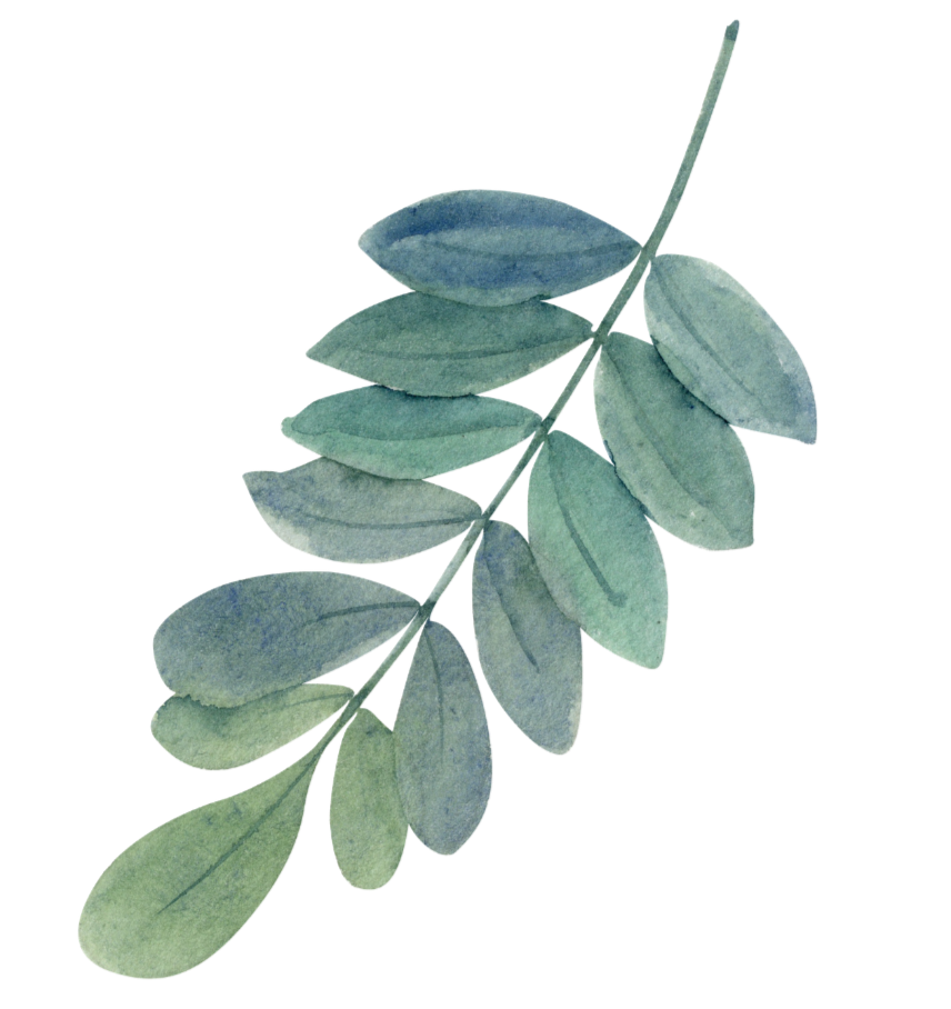 Watercolor illustration of a branch with multiple greenish leaves.