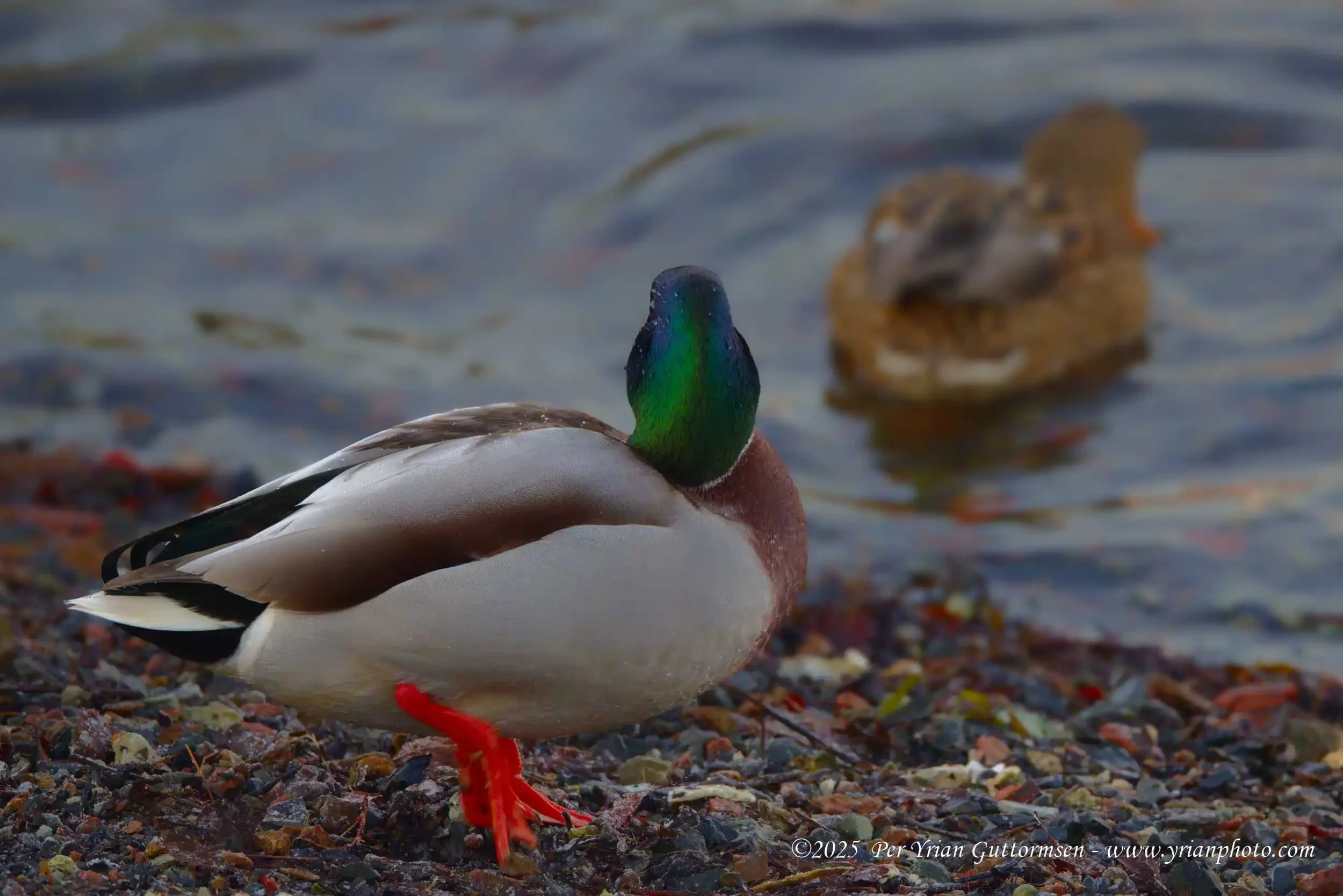 Ducks 7_Q3A1242.webp