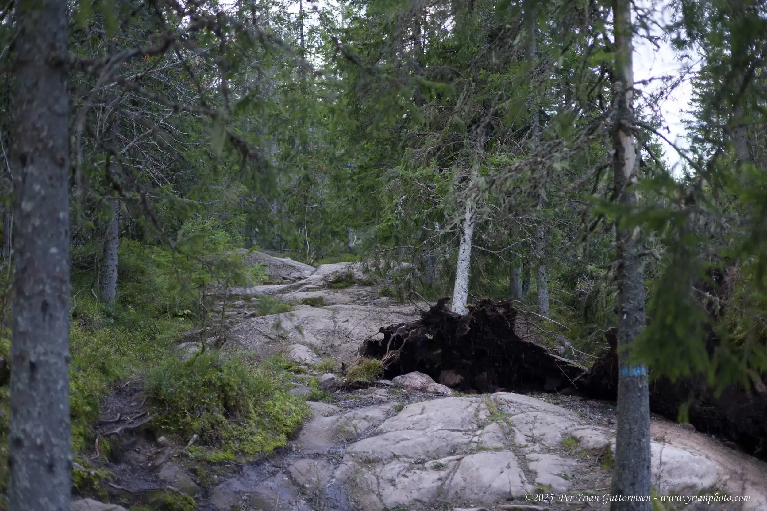 Nature 8_Q3A0696.webp