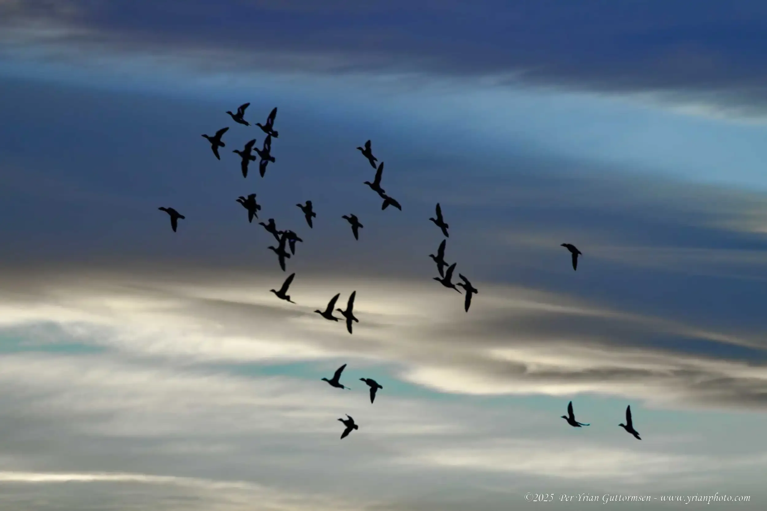 Ducks 4_Q3A0424.webp