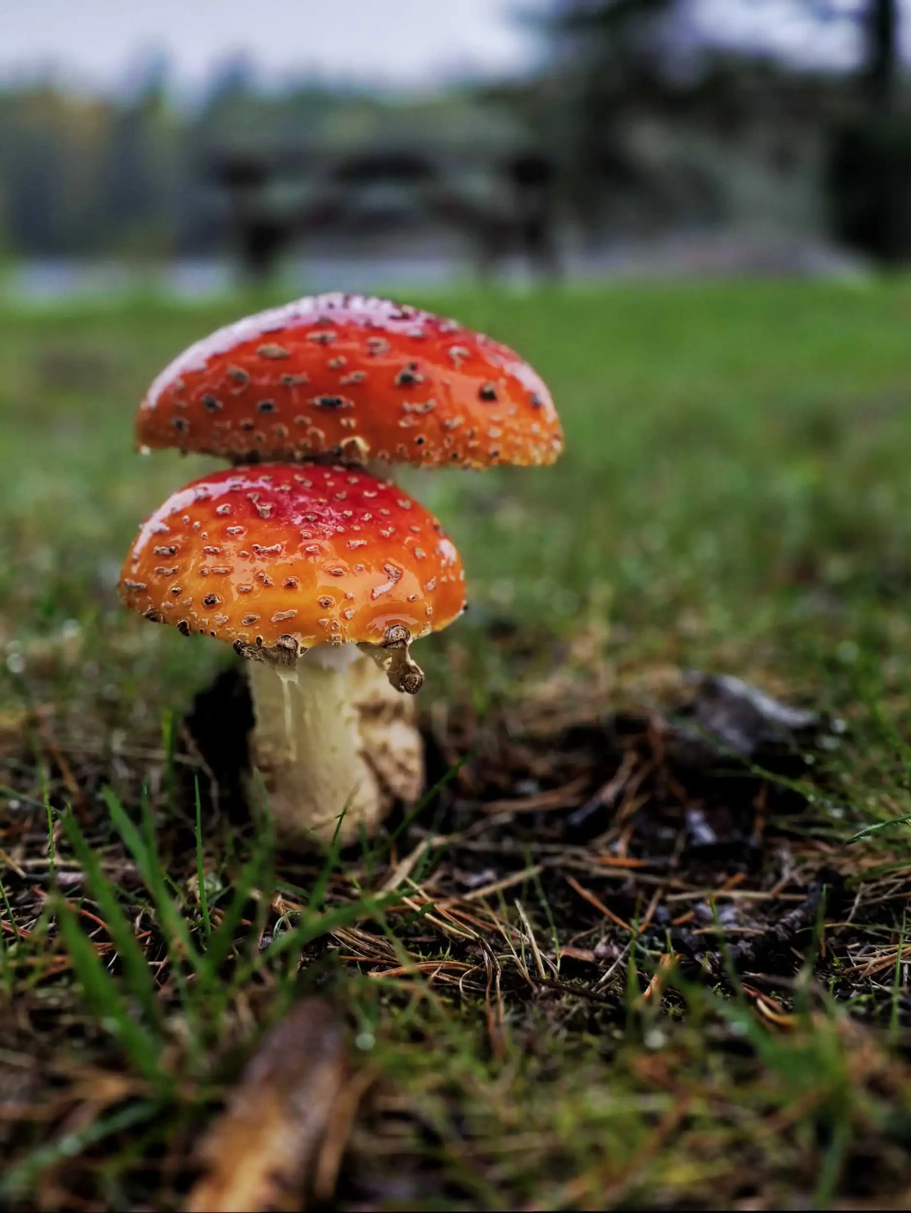 Nature 520250920_173419.webp