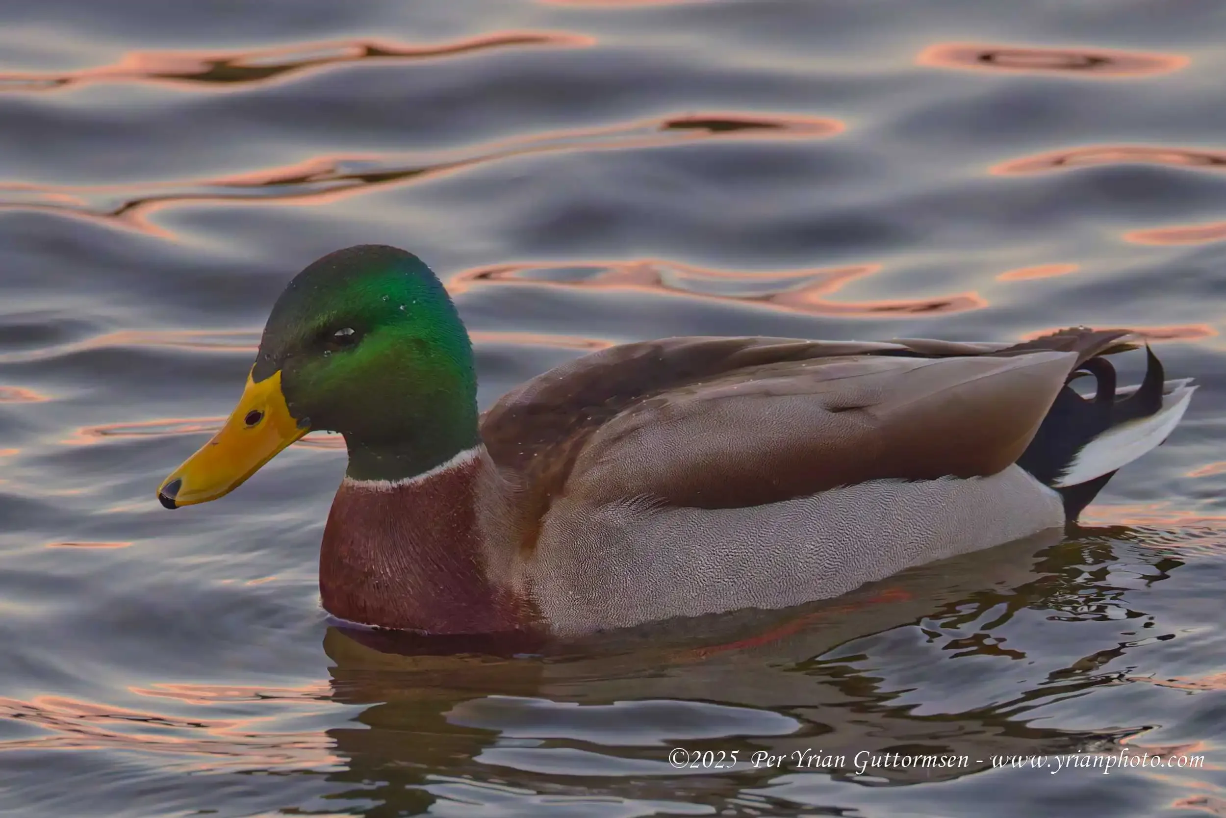 Ducks 8_Q3A1245.webp