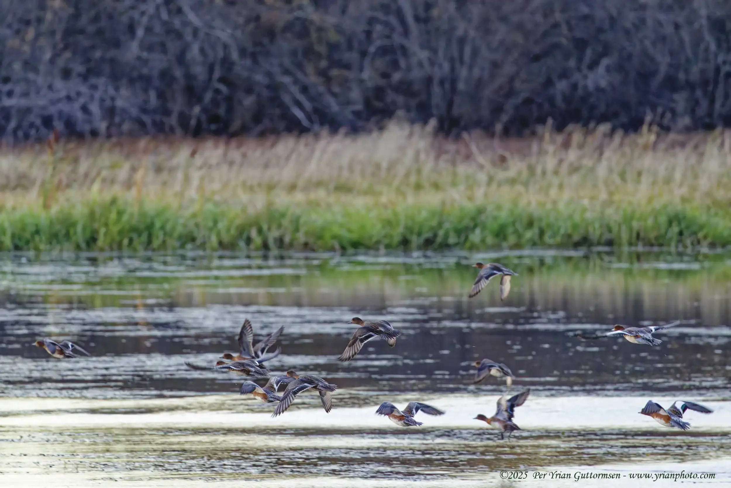 ducks 1_Q3A0279.webp