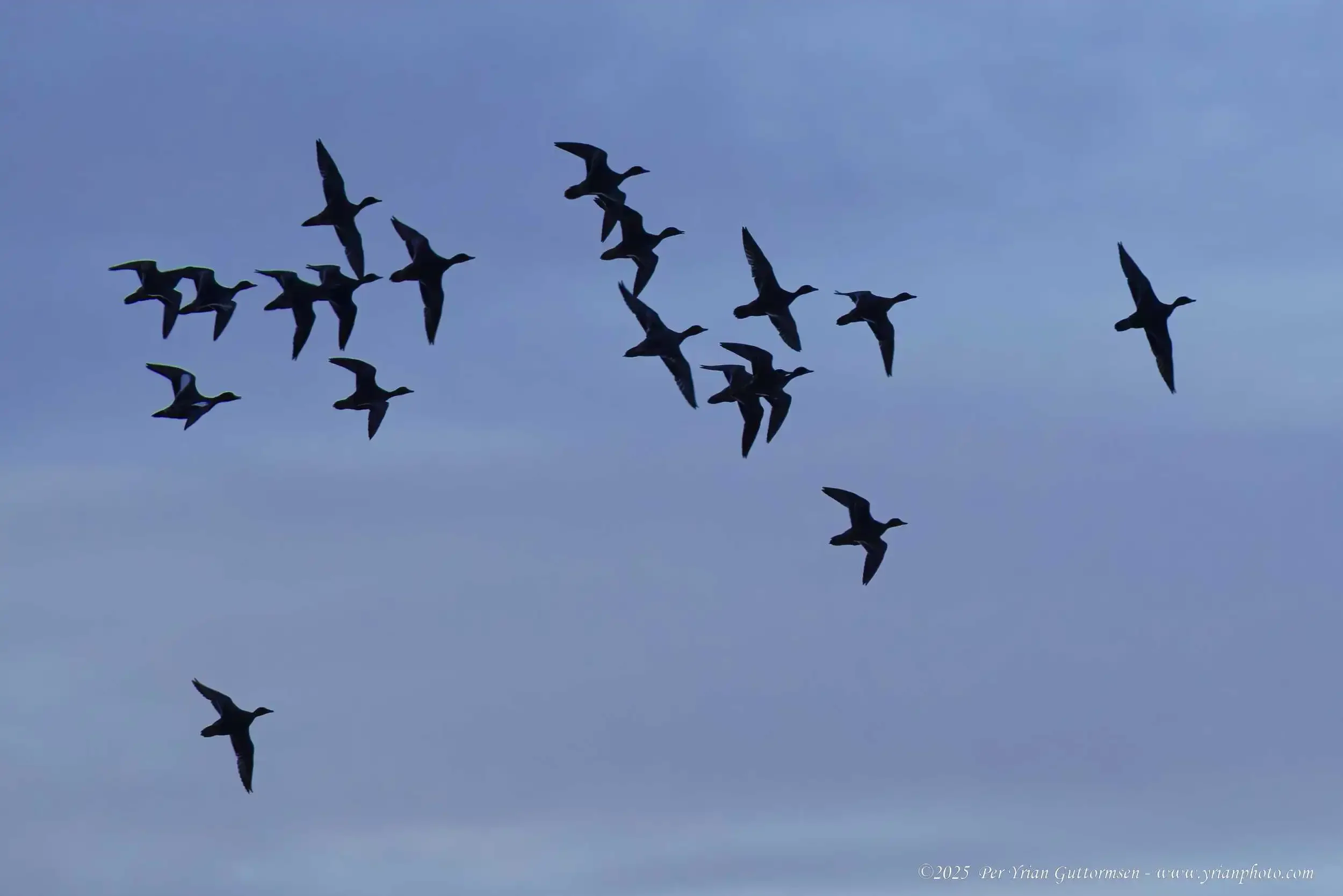 Ducks 5_Q3A0452.webp