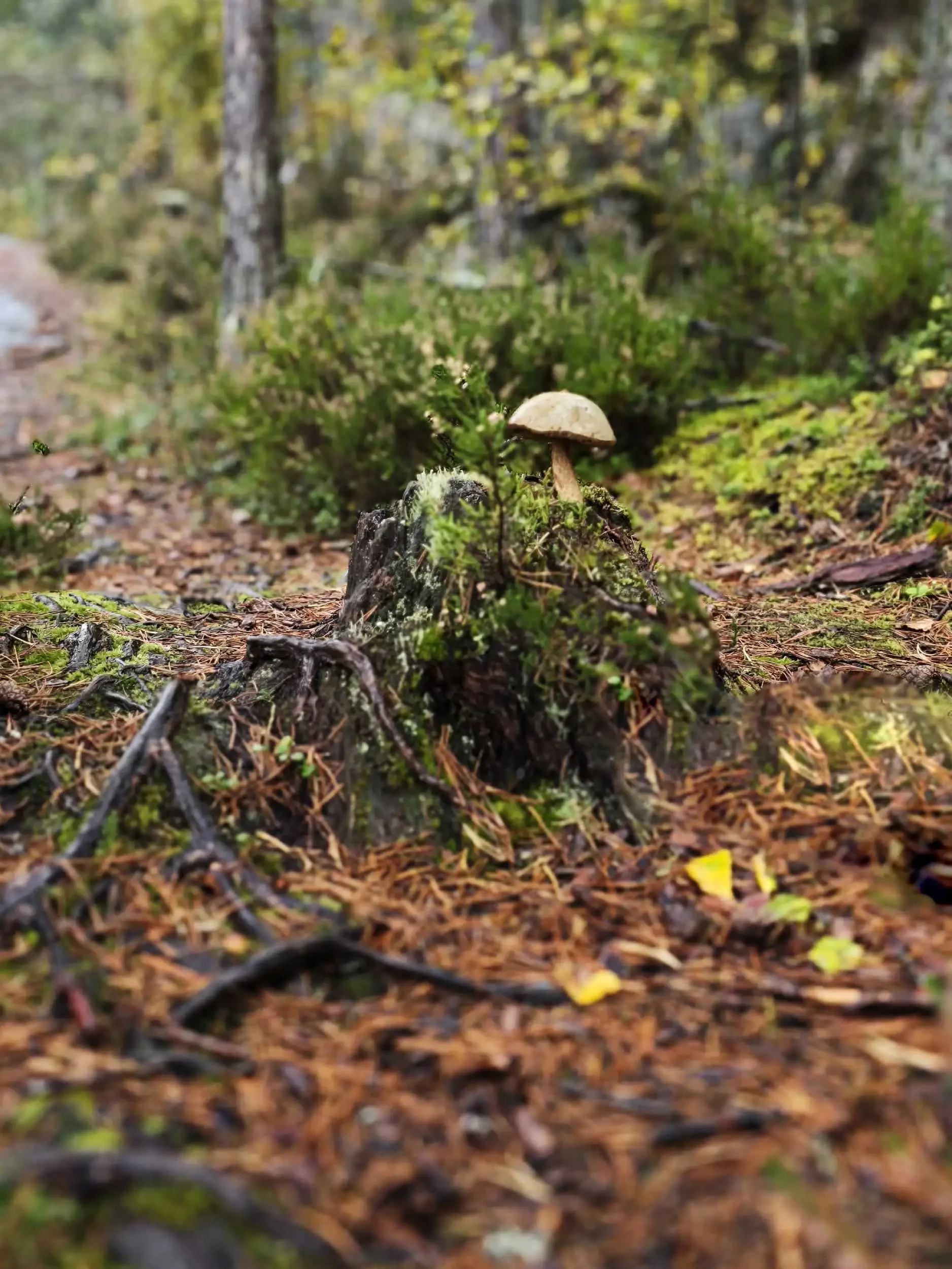 Nature 320250920_171900.webp