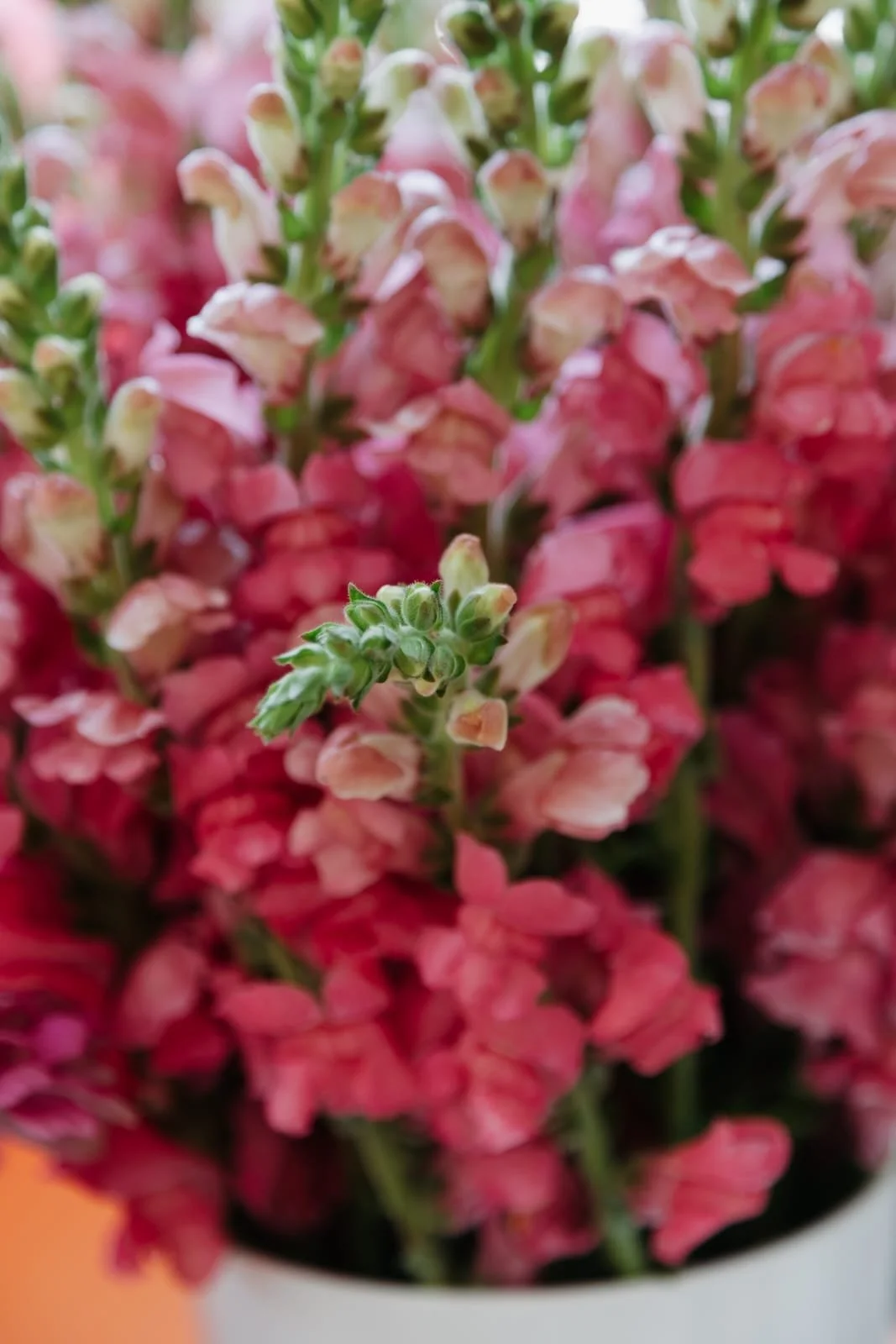 Close-up of pink snapdragon flowers with one flower spike in focus in a white pot.