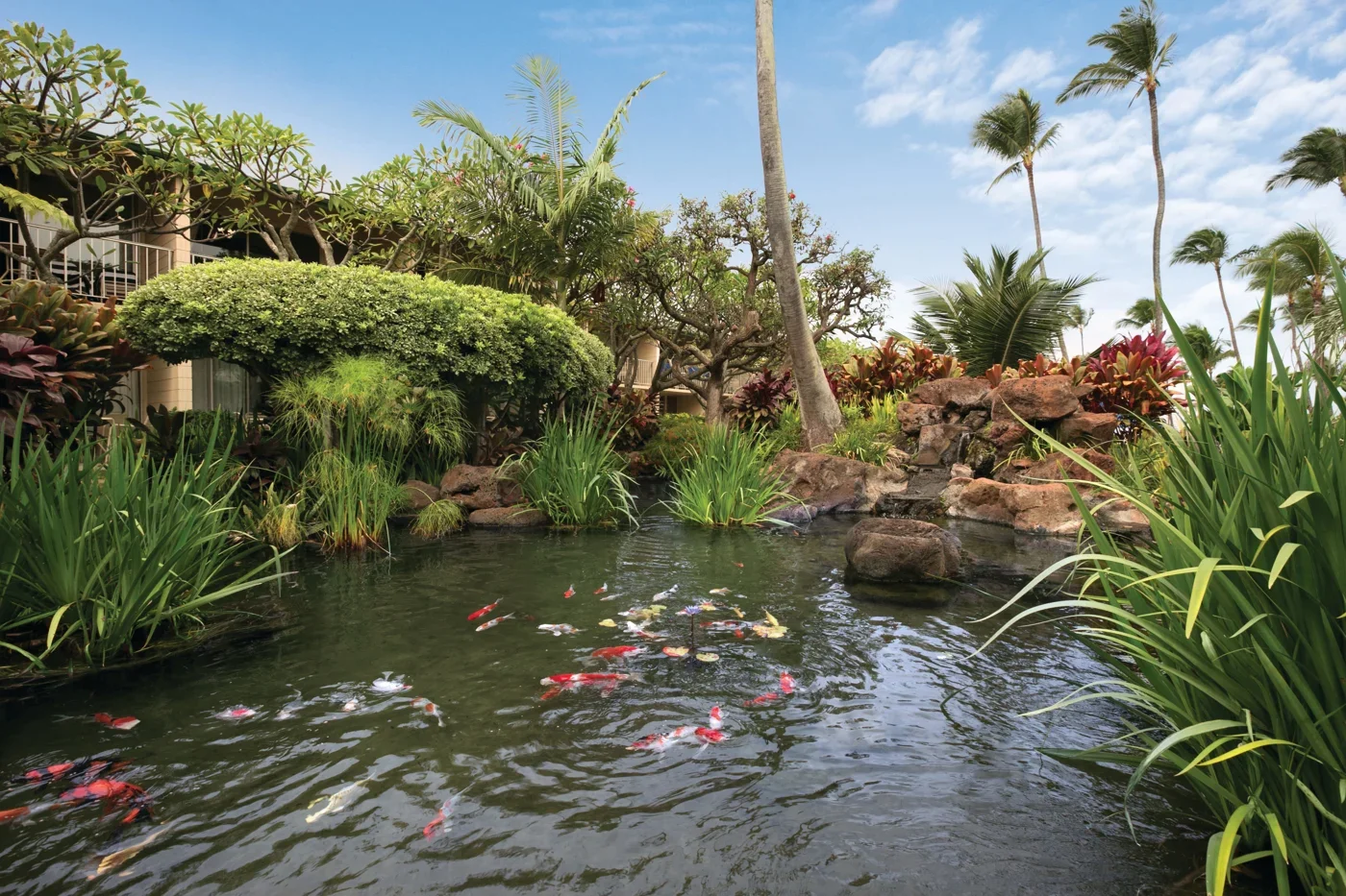napili-shores-maui-by-outrigger-exterior-oceanside-koi-pond.webp