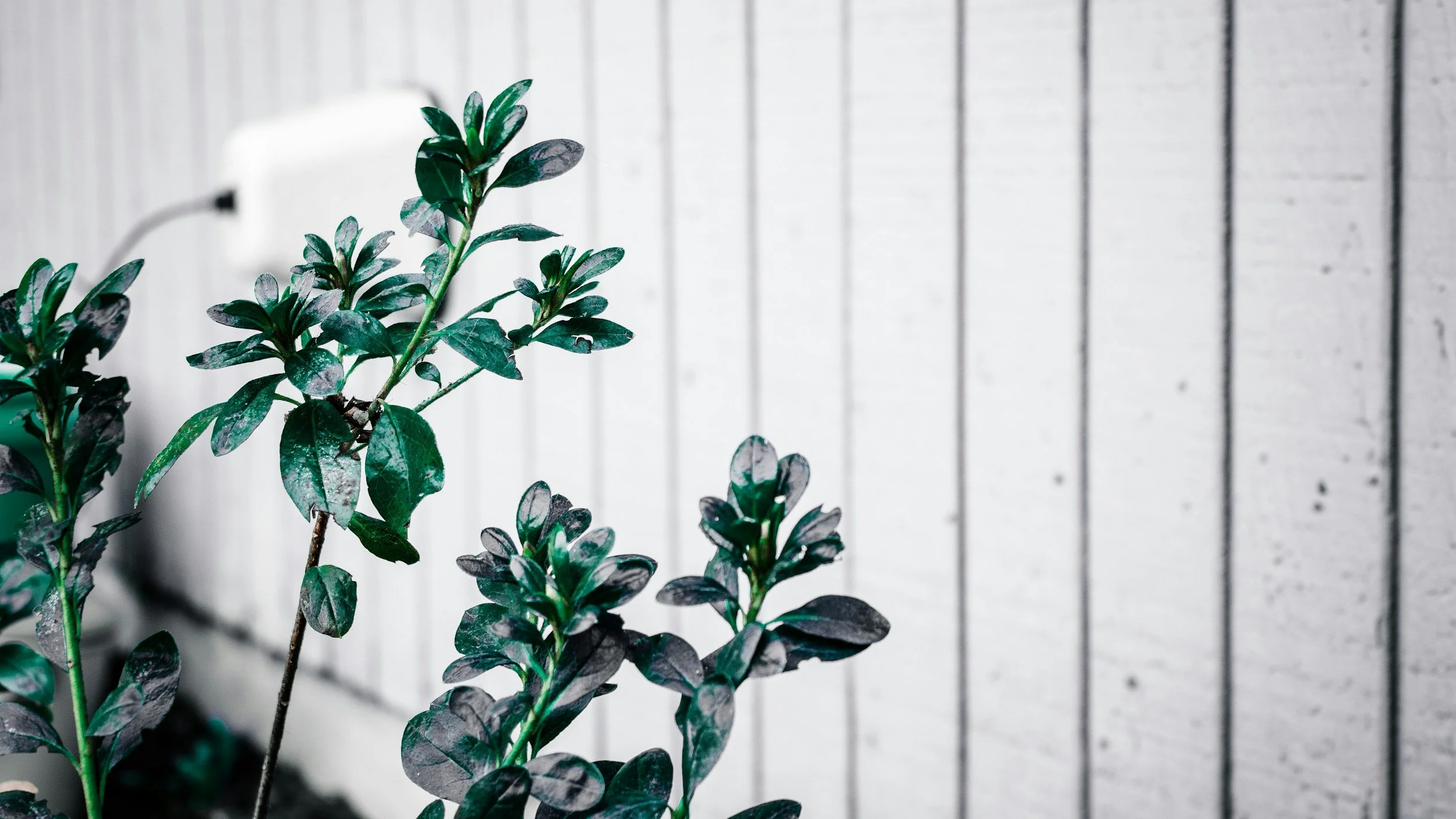 Close-up of green and dark purple-leaved plants in front of a blurred white wooden fence and a white electrical outlet.