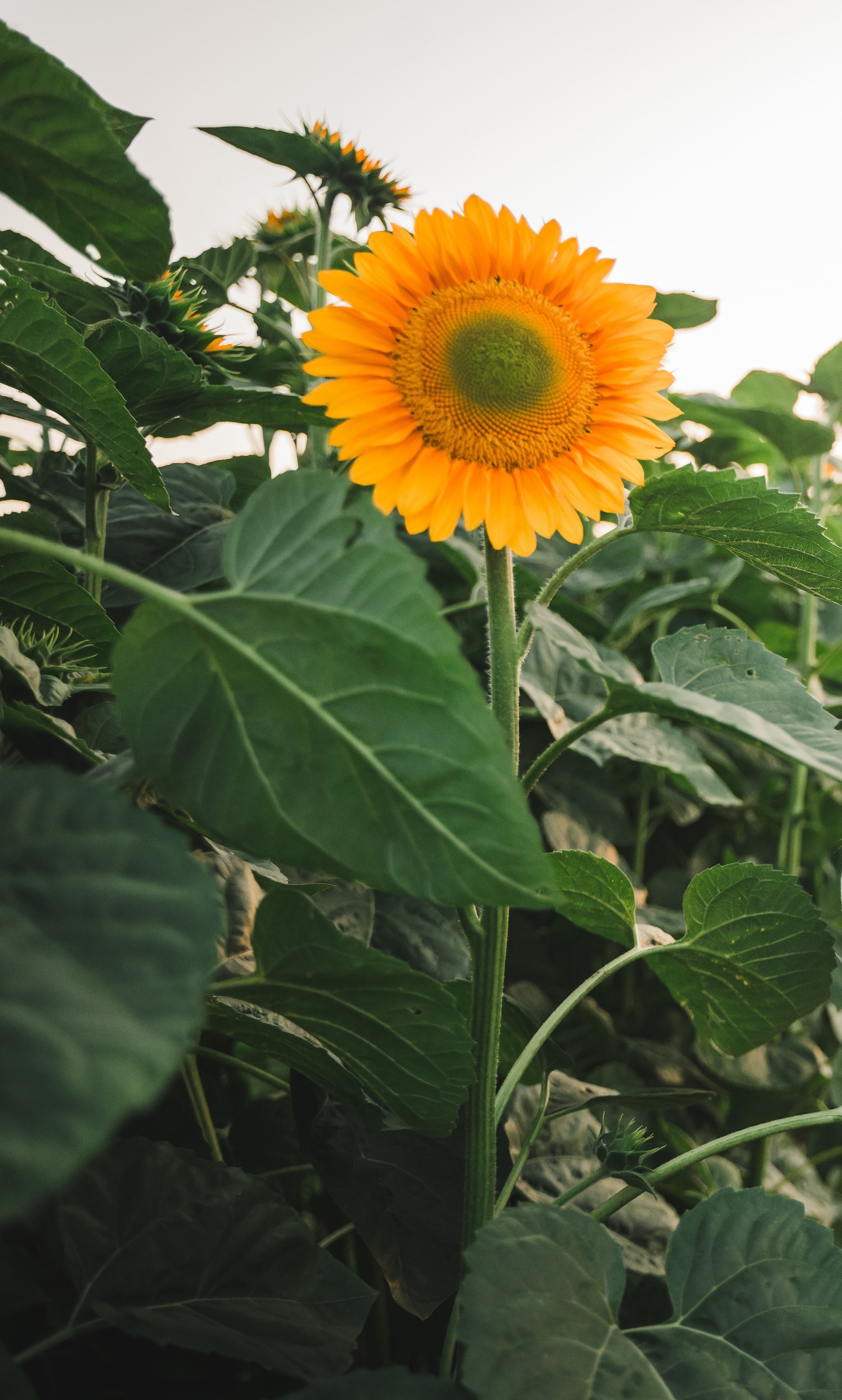 A bright yellow sunflower with a green center growing among green leaves, with a light sky background.
