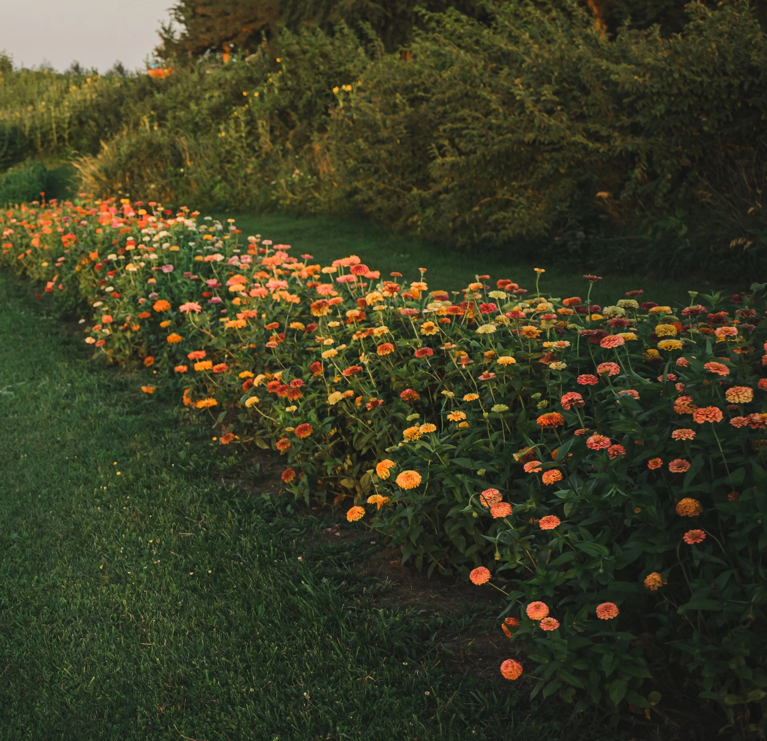 A vibrant flower bed filled with orange, red, and pink flowers along a grassy pathway during sunset.