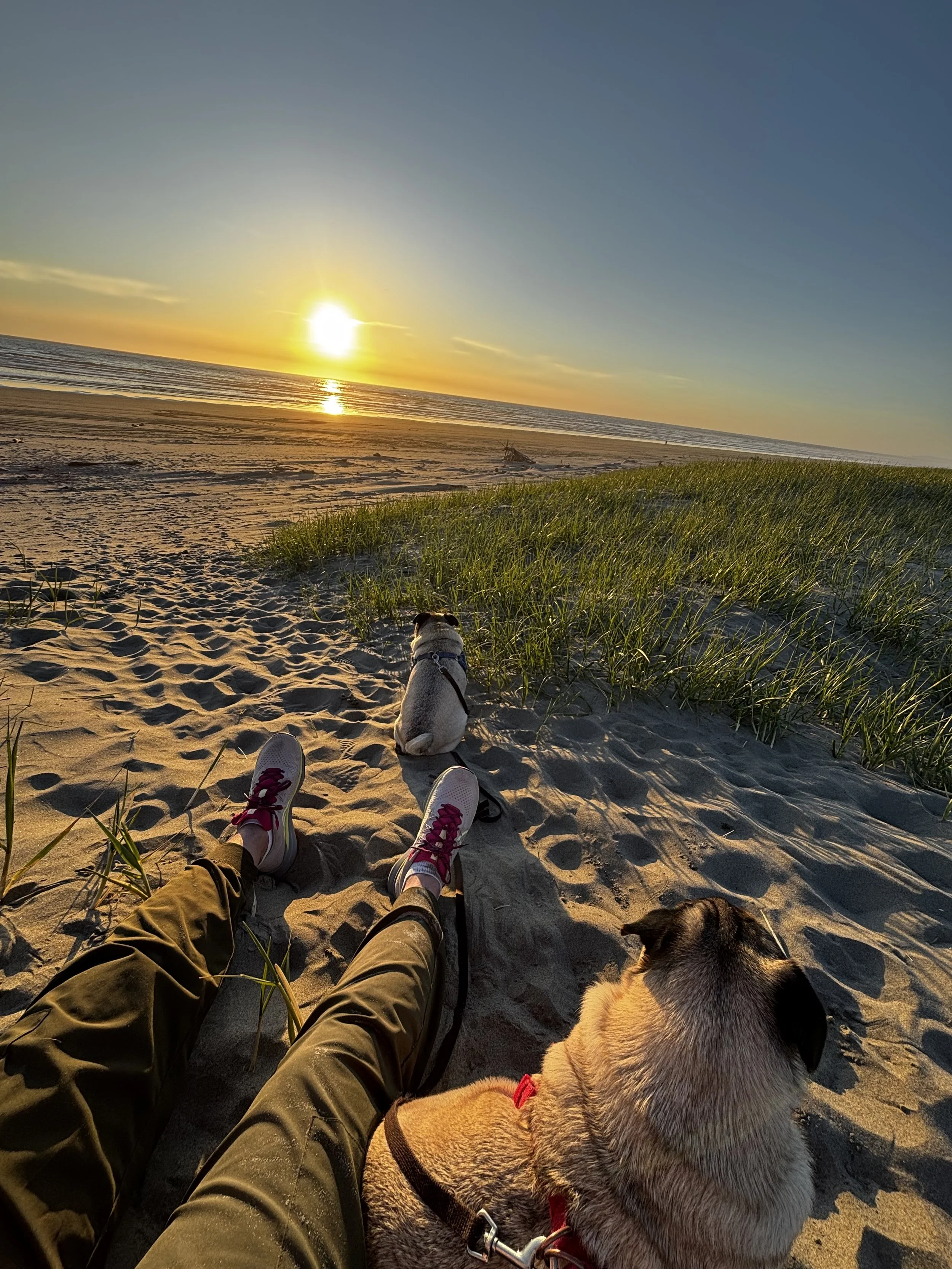 Beth Flora Realtor legs showing, relaxing at sunset beach, Oregon  at sunset with two pugs enjoying the view of the ocean and grassy dunes.