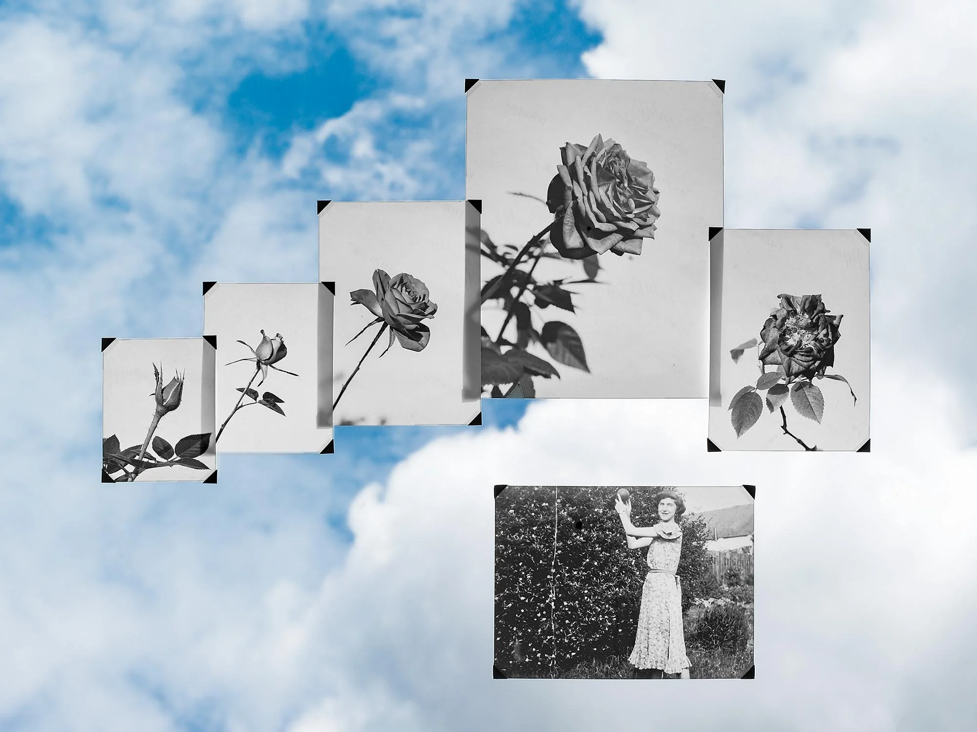 Black and white photographs of roses and a woman hanging in the sky with clouds background.