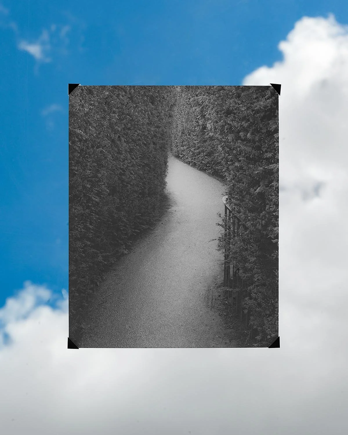 Black and white photo of a pathway surrounded by dense foliage on both sides, with a small railing on the right side.