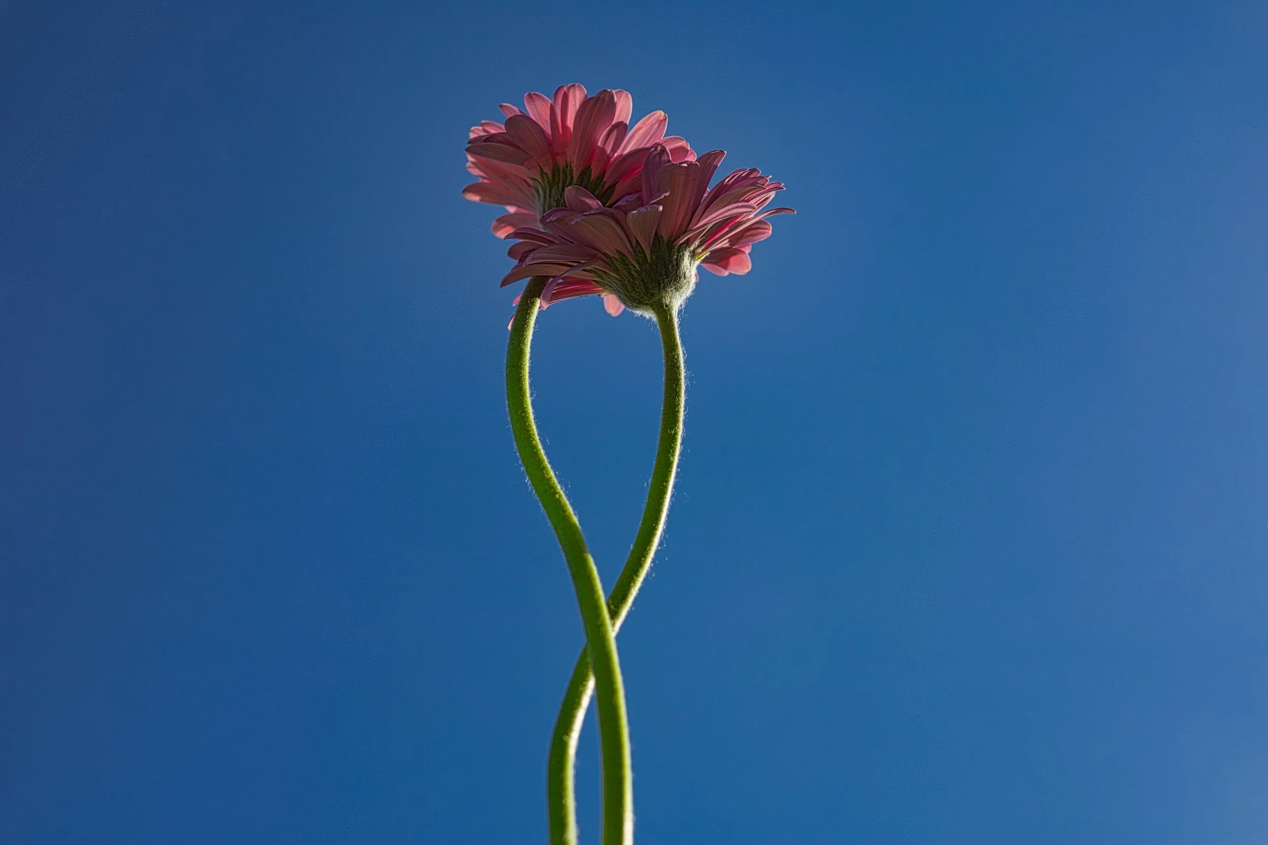 Close-up of a pink flower with two intertwined green stems against a clear blue sky.