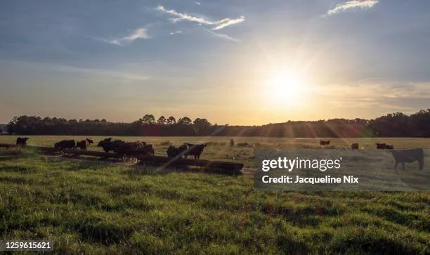 Cattle grazing on a green pasture at sunset.