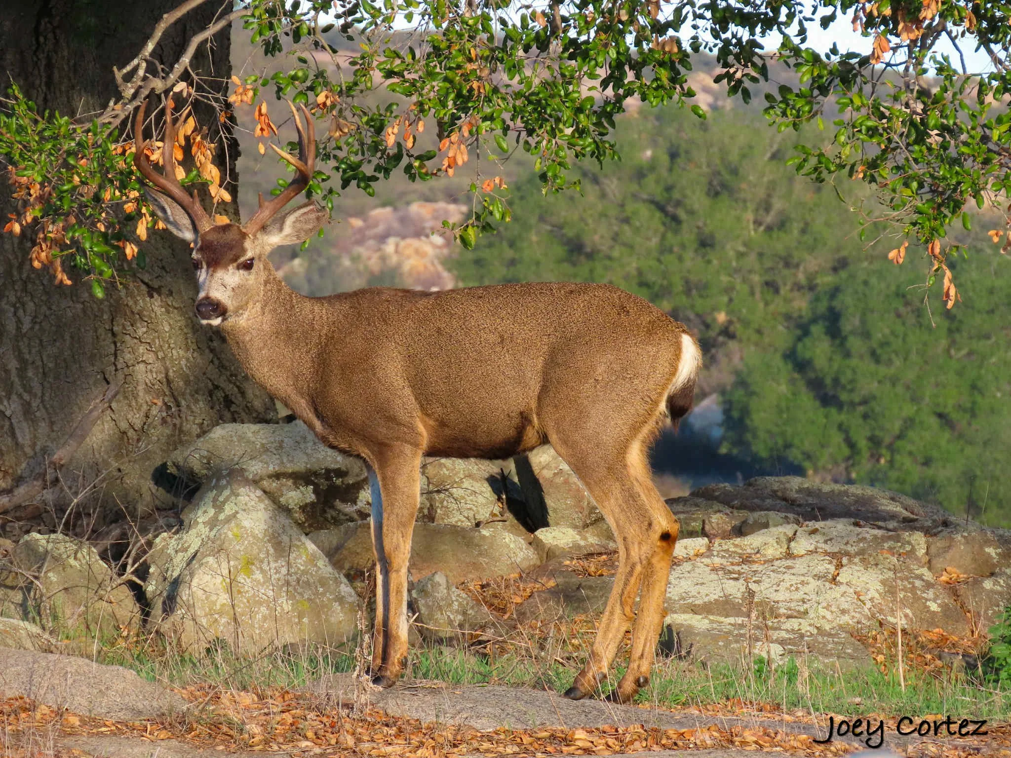 Wild Game Processing