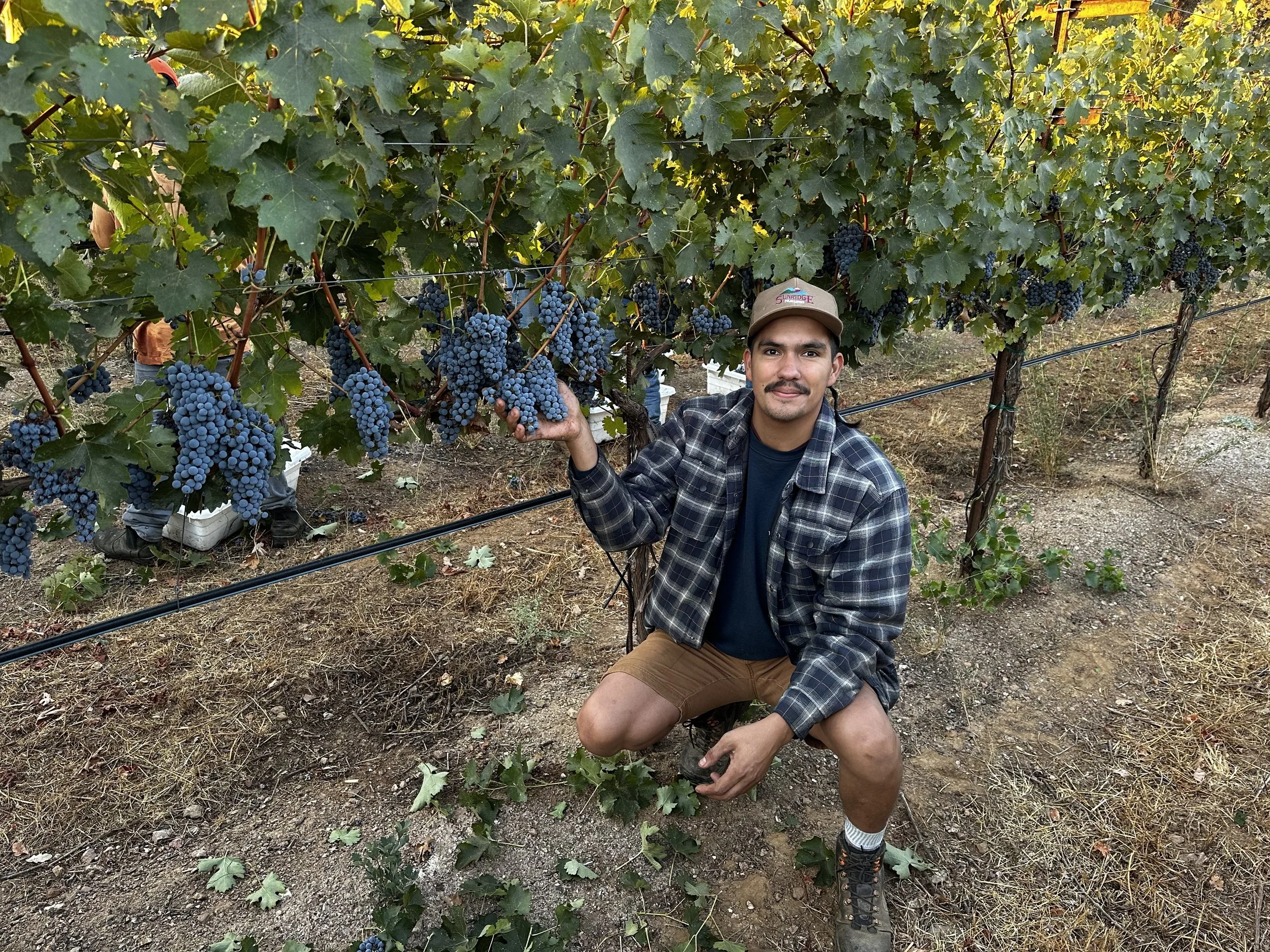 A man crouches in a vineyard holding a bunch of ripe blue grapes, with green grapevine leaves overhead and brown soil on the ground.