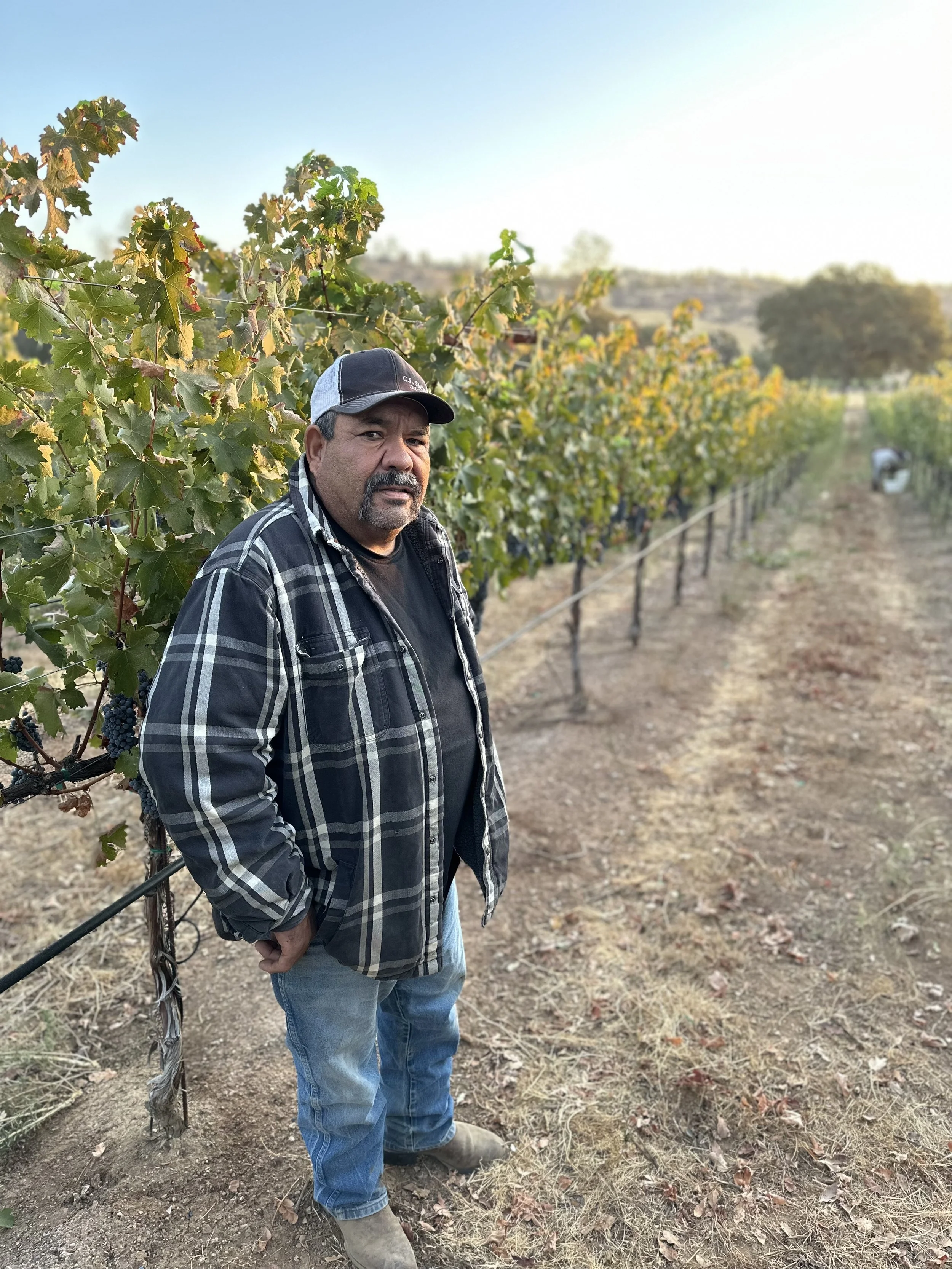 A man standing in a vineyard after sunset, wearing a plaid jacket, jeans, and a baseball cap, with grapevines behind him.