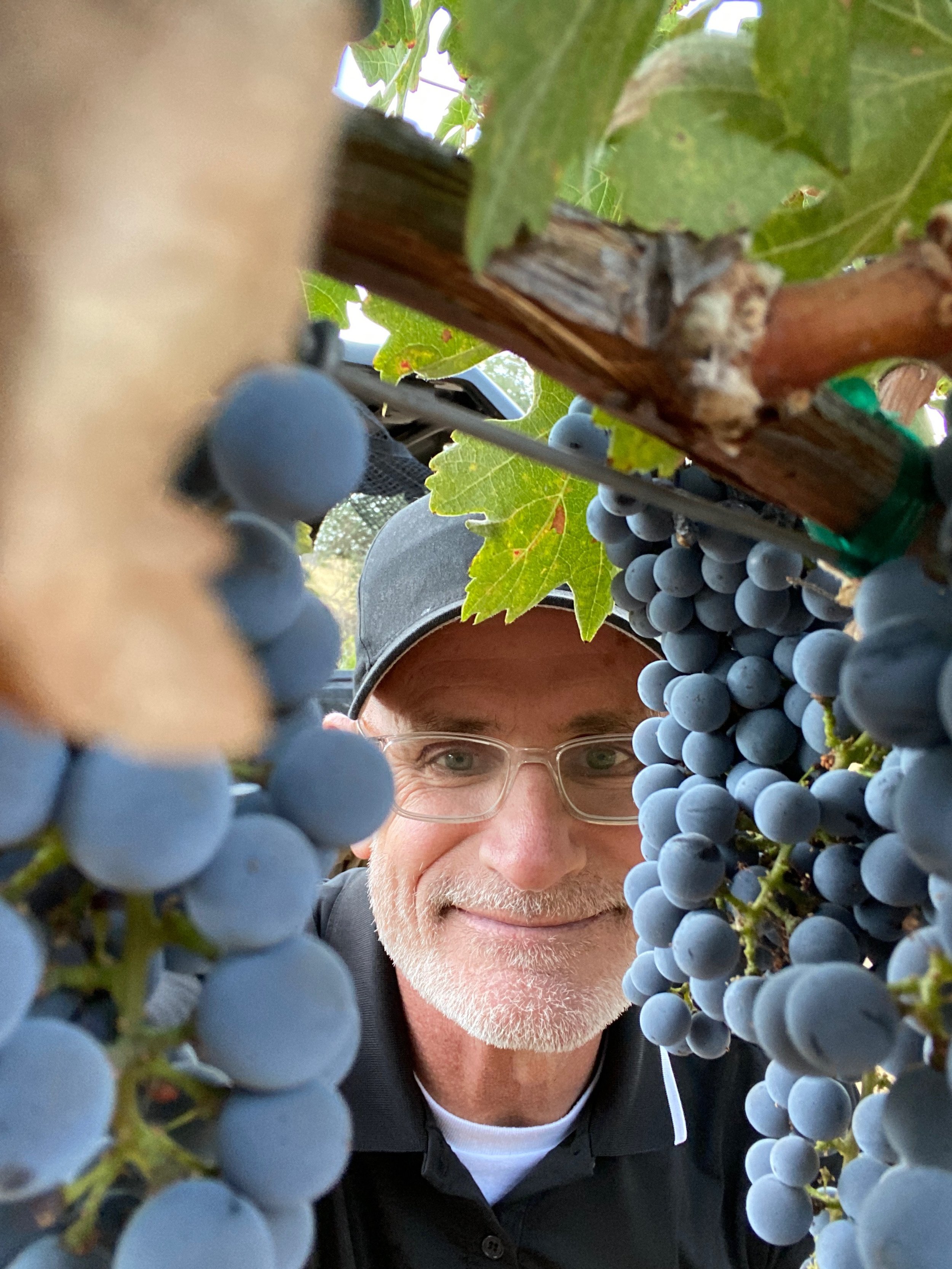 A man with glasses and a hat smiling among grapevines, surrounded by bunches of ripe blue grapes.
