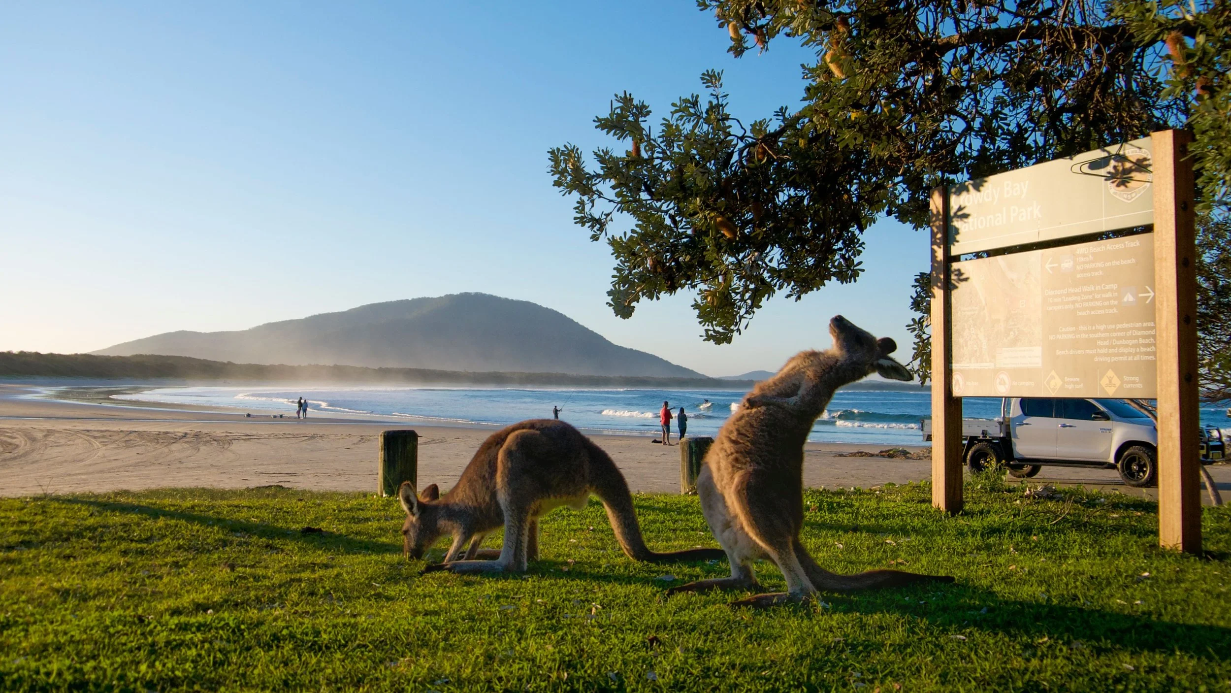 View of Cowdy Bay Beach at sunrise with hiking kangaroos in the foreground near a park sign, distant hills, and people on the beach.