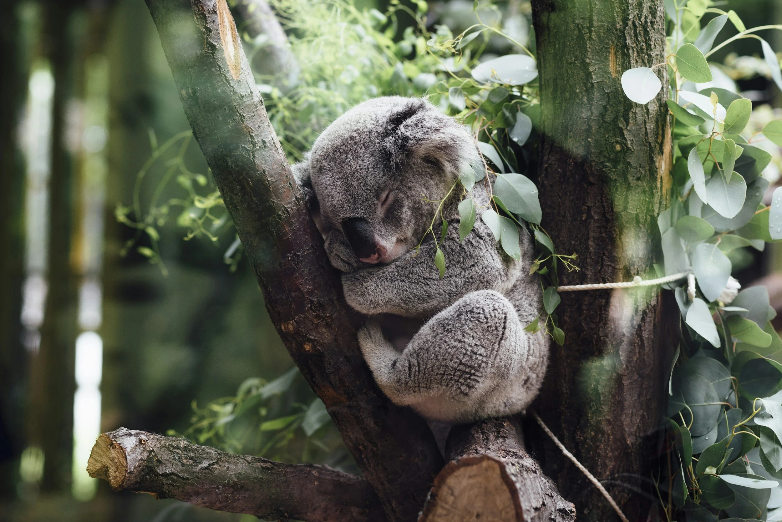 A koala sleeping in a tree surrounded by green leaves.