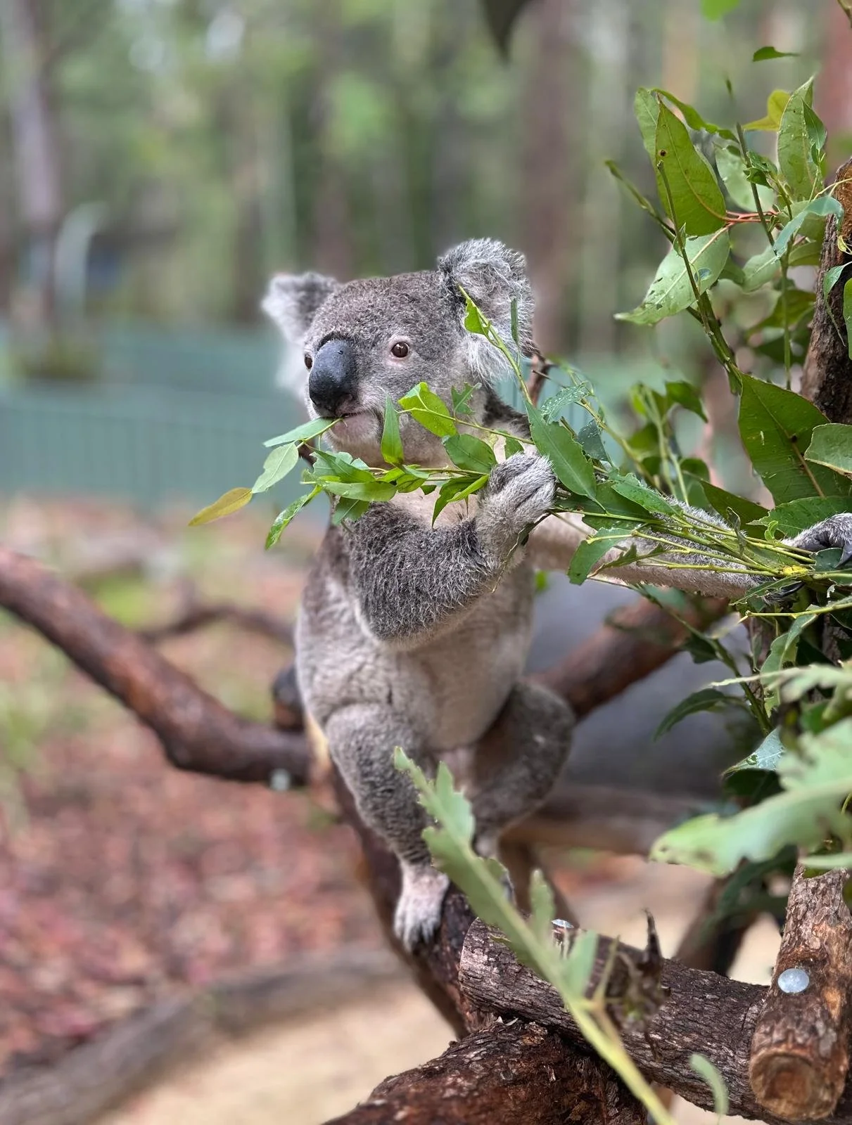 The Port Macquarie Koala Hospital