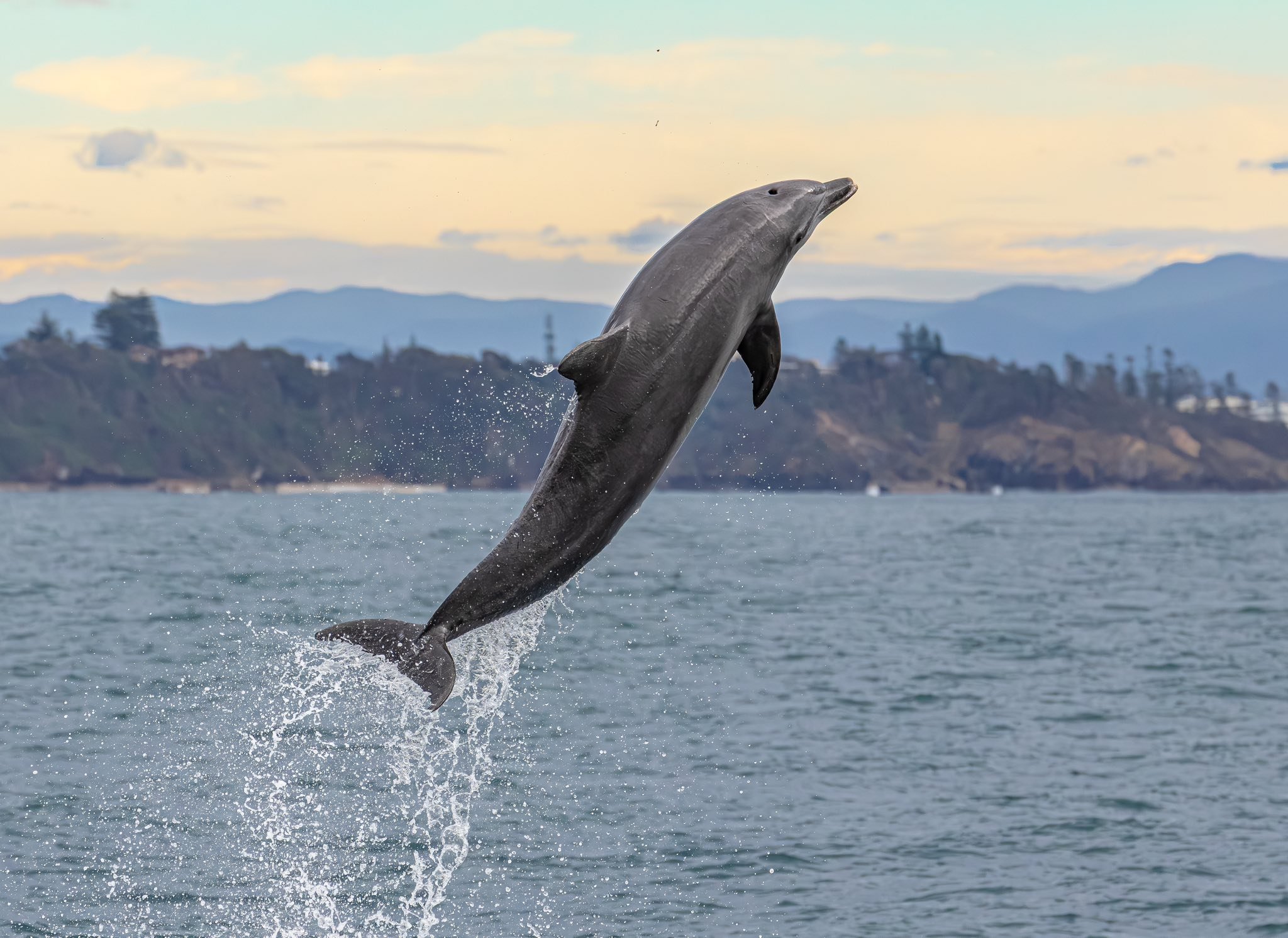 Dolphin by jodie lowe port jet.jpg