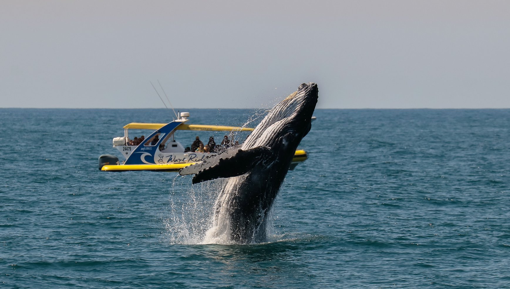 whale in front of wave rider3.jpg