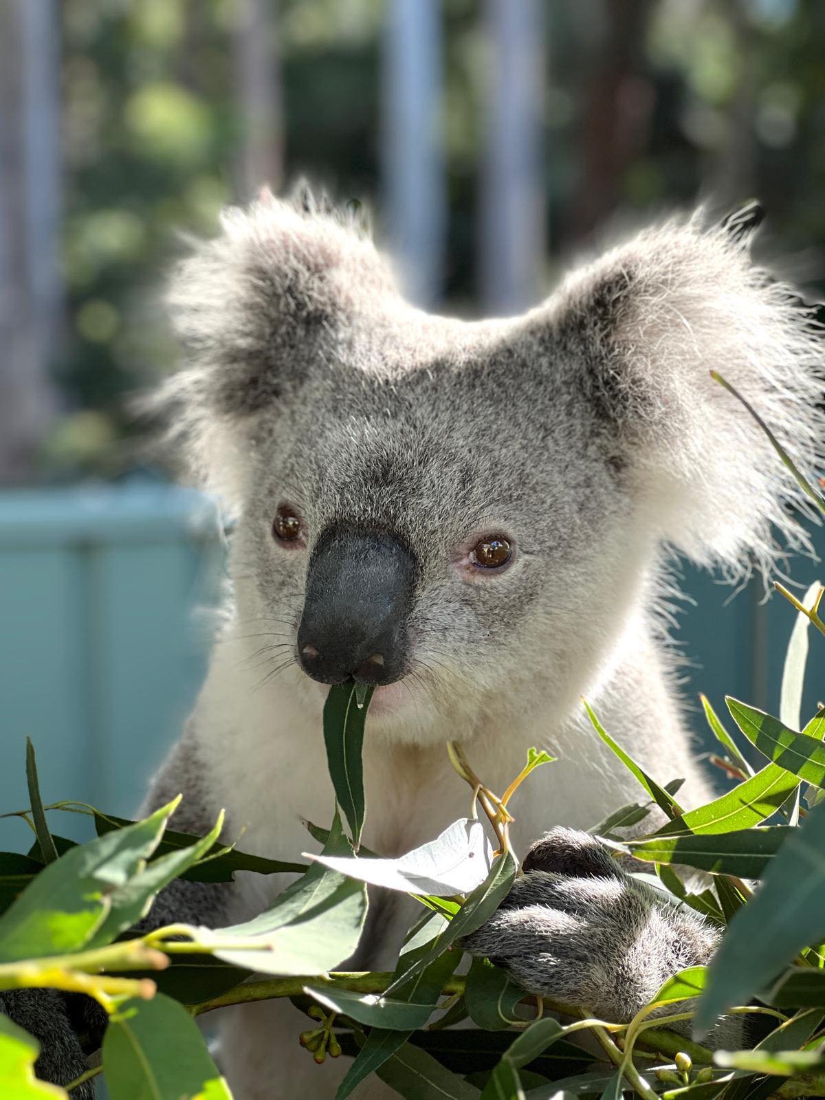Guulabaa - Place of Koala