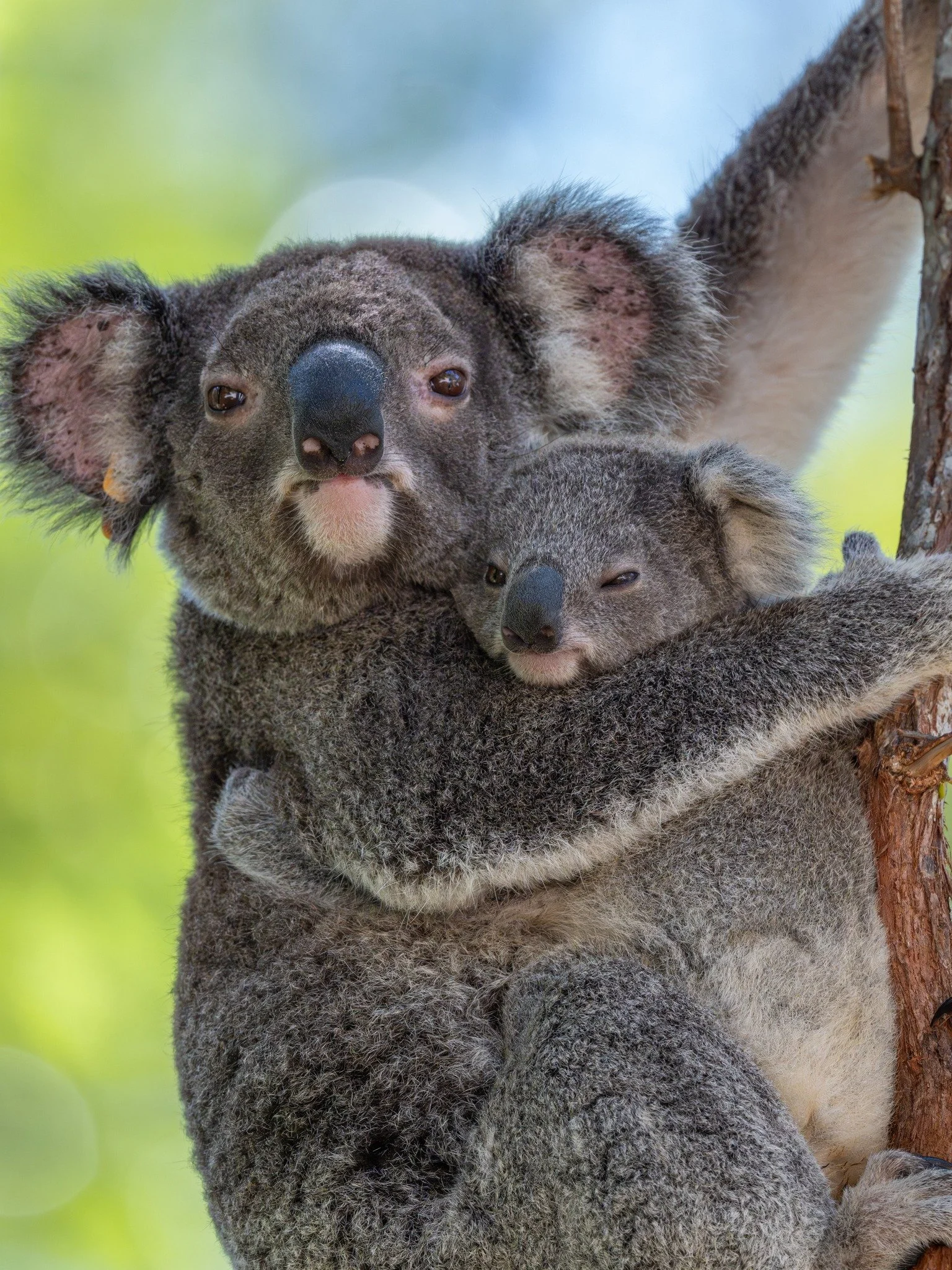 Koala Mum.jpg