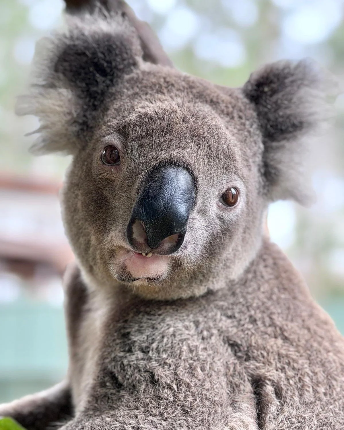 😍That face. Those teef! Baz, you're the cutest and we can't wait to visit you at the @portmacquariekoalahospital's  Visitor Centre at Guulabaa.
📸 by Carole Grant