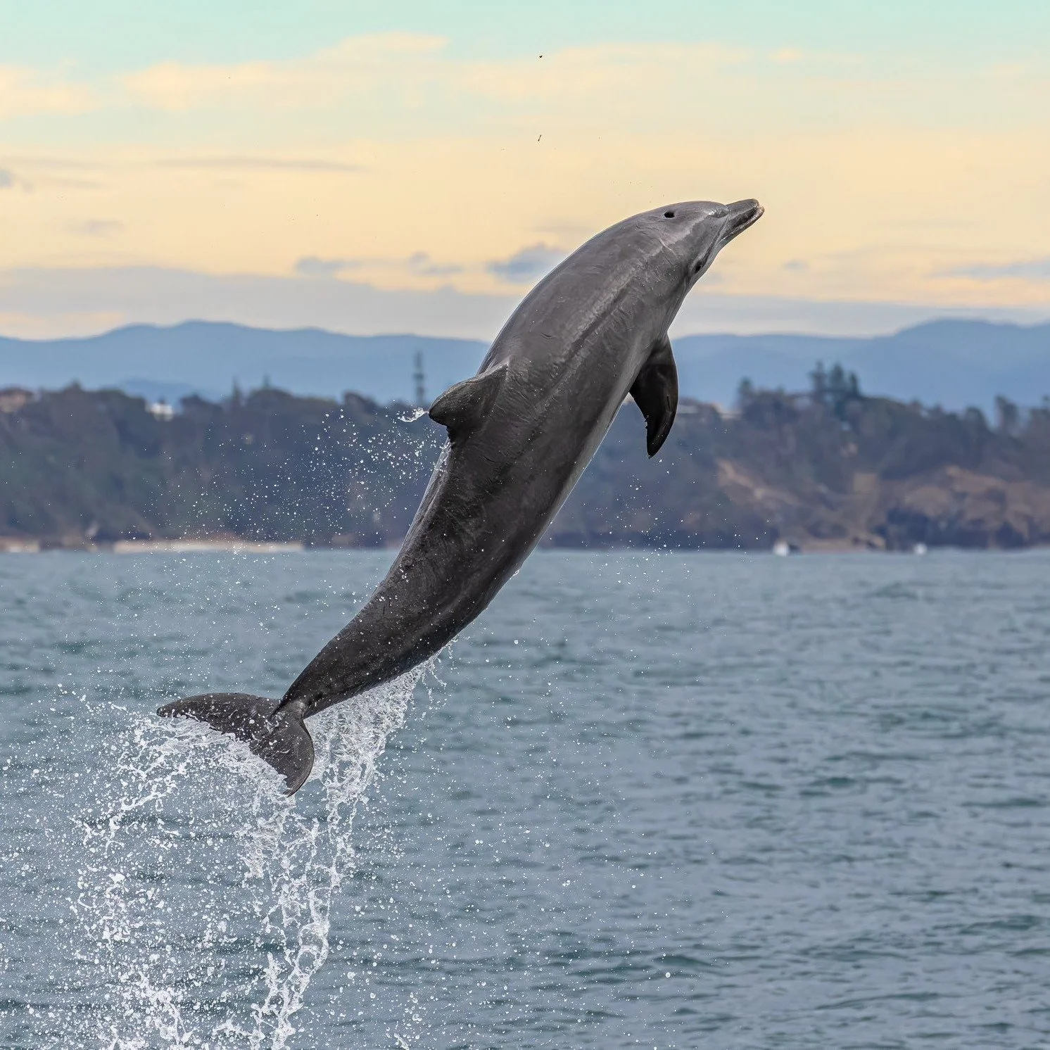 School holidays + Port Mac = you need to get on the water. 🐬🌊
Port Jet Cruise Adventures  has something for every kind of holiday vibe. Want a bit of action? Jump aboard the 'Ocean Blast' for a fast-paced ride along the coastline with the music pum