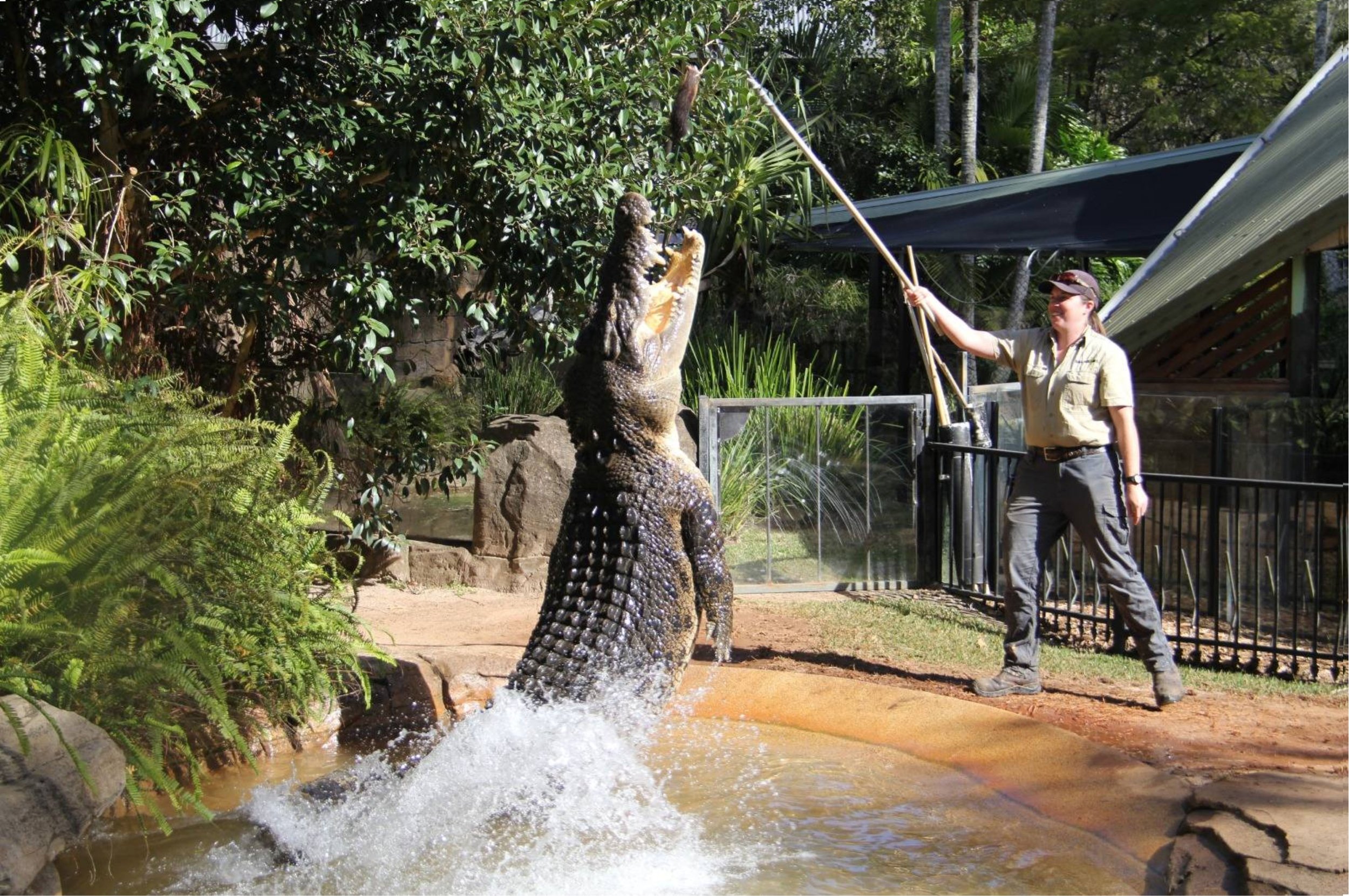 Shrek feeding time Billabong.jpg
