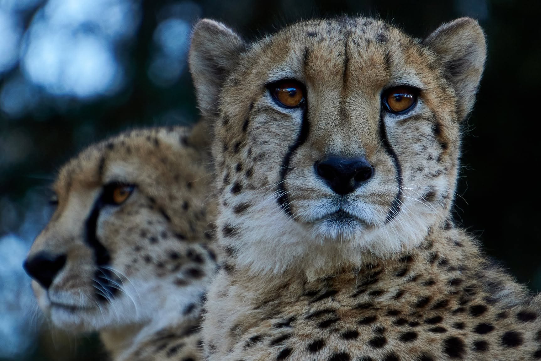 cheetah billabong.jpg