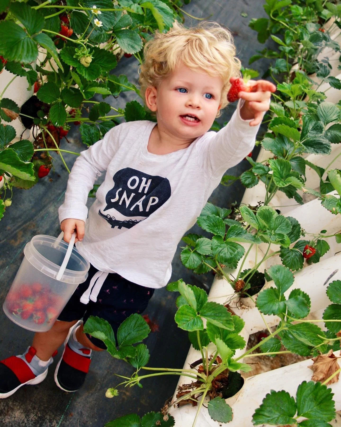 A young boy with curly blond hair and blue eyes picking a strawberry in a strawberry farm. He is wearing a white long-sleeve shirt with 'OH SNAP' written on it, black shorts, and red sneakers. He holds a plastic bucket in his left hand.