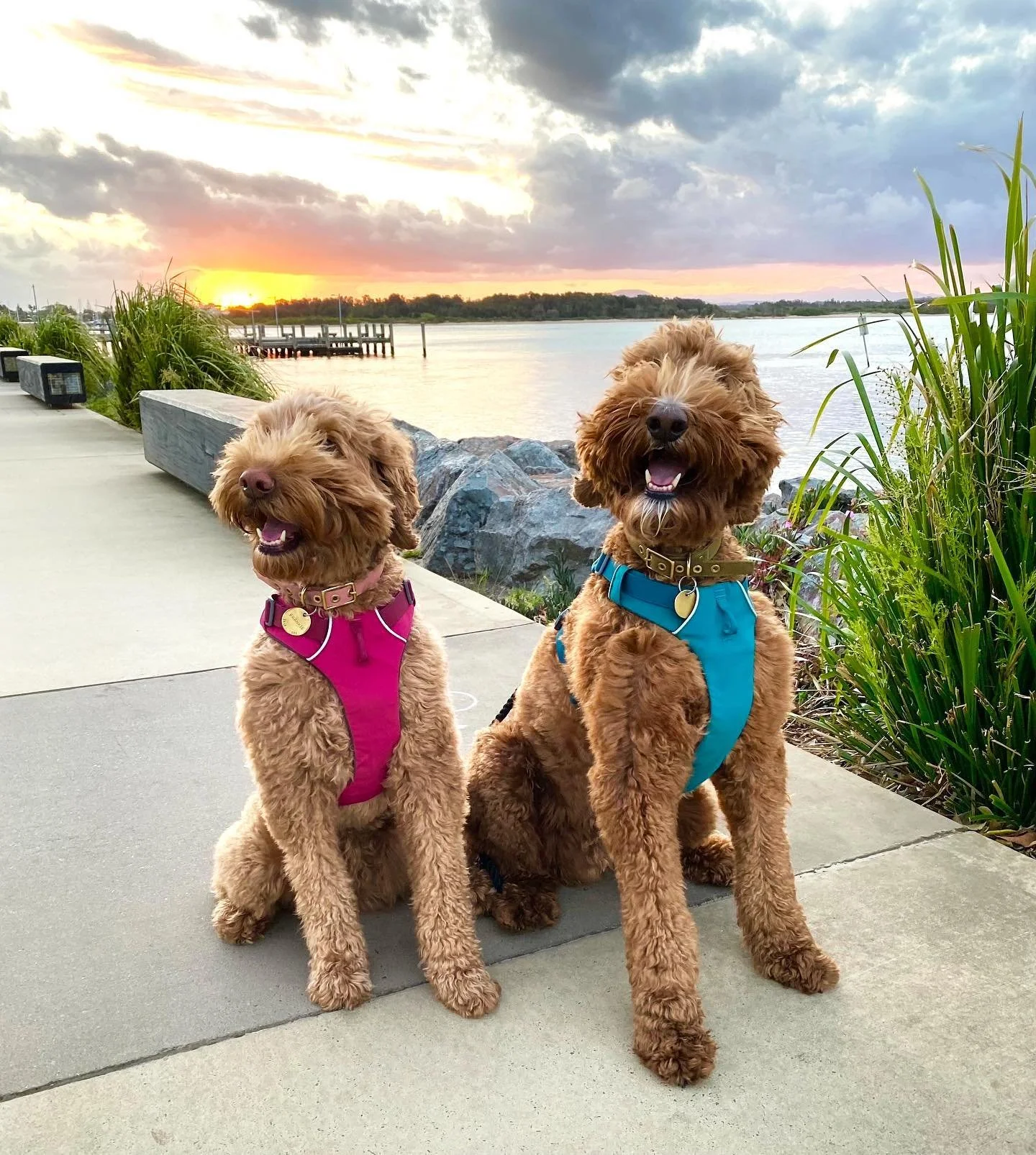 Two fluffy brown dogs with pink and blue harnesses sitting on a sidewalk near a river during sunset with a wooden pier in the background and green plants around.