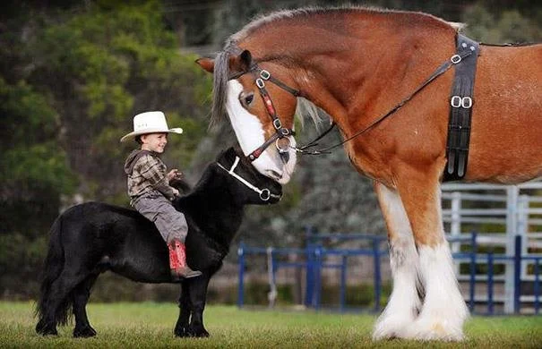 A young child wearing a cowboy hat sitting on a small black and white miniature horse, touching noses with a large, brown and white draft horse.
