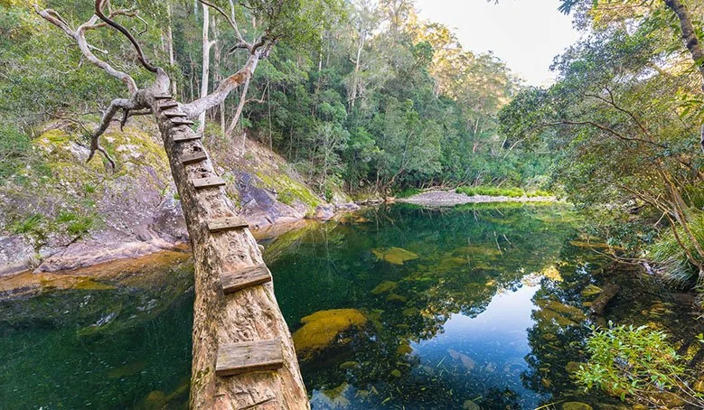 A tree growing at an angle with wooden steps attached to its trunk, leading up through its branches near a calm, clear creek surrounded by lush green trees.