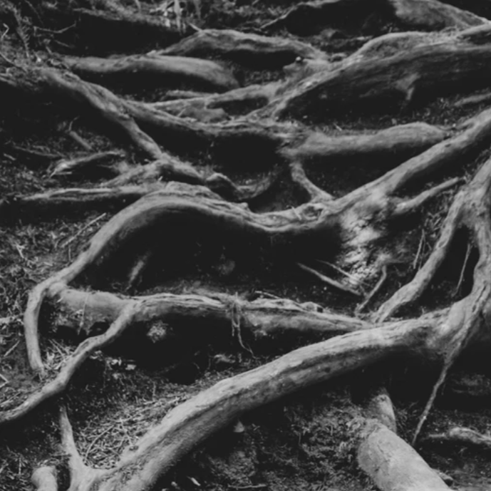 Root Mapping: Paid Discovery (When It’s Needed)