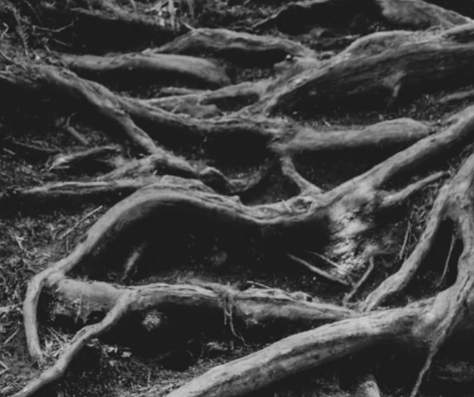 Root Mapping: Discovery (If Needed)