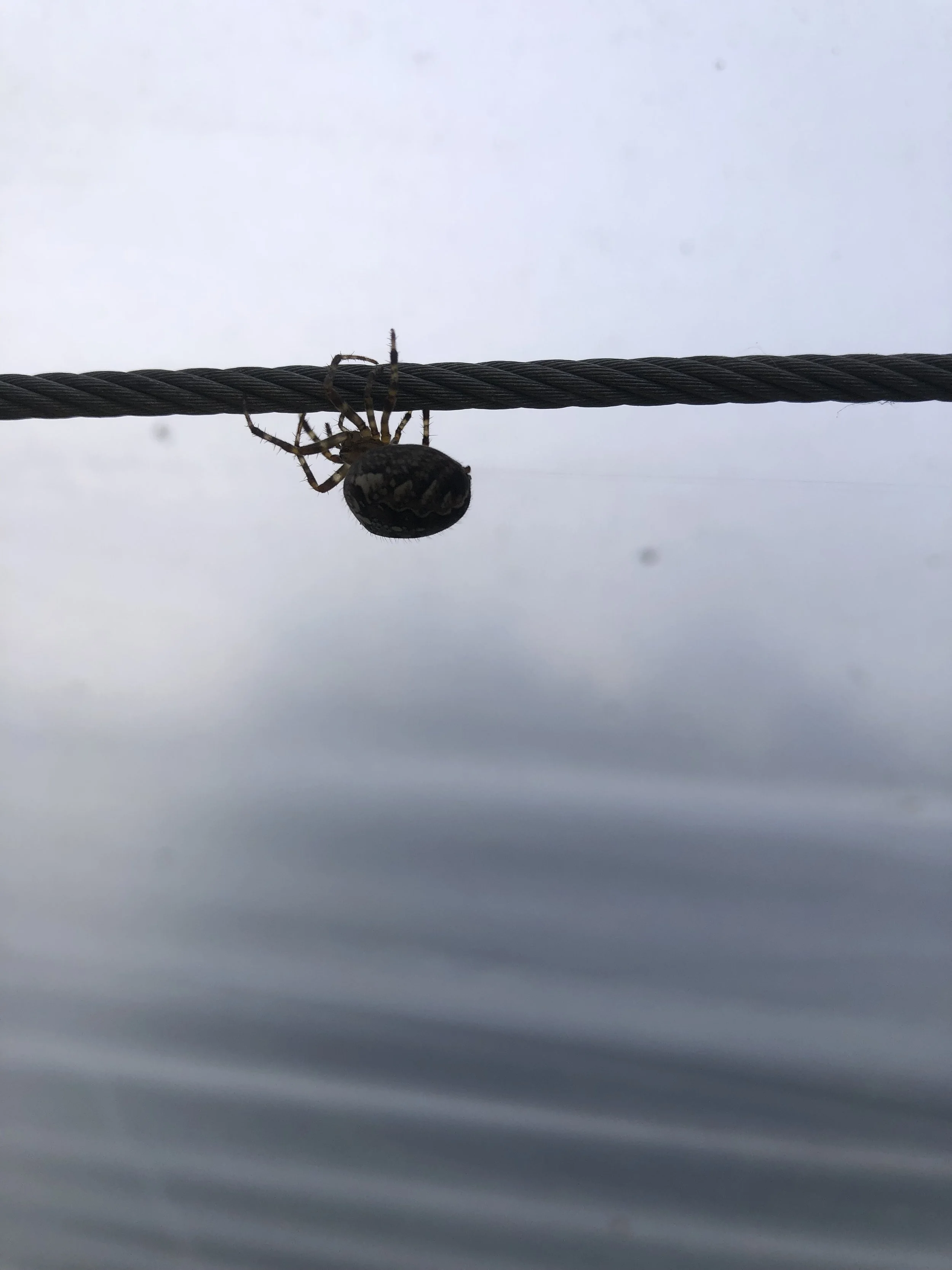 IMG_9753.jpeg