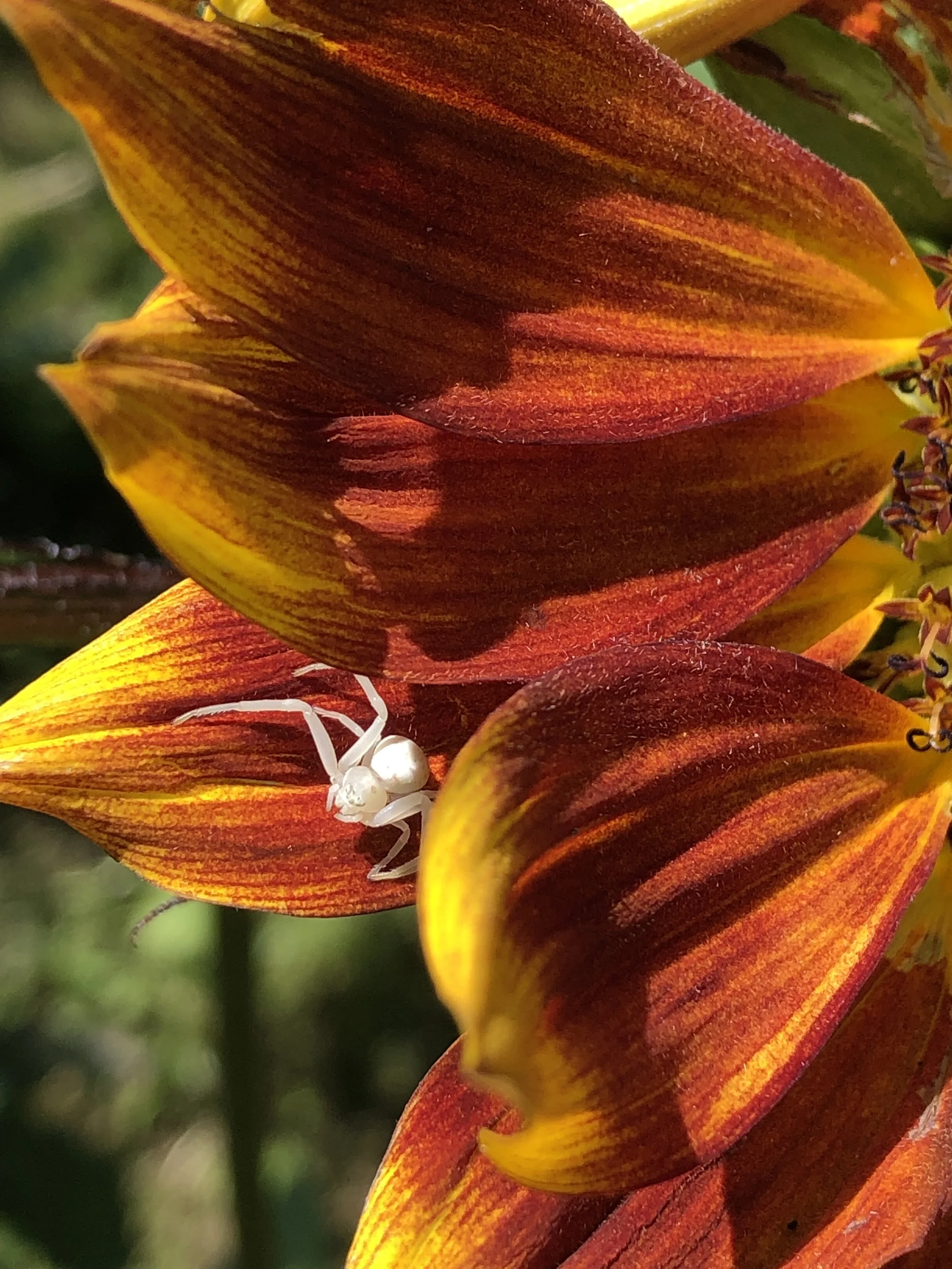IMG_8160.jpeg
